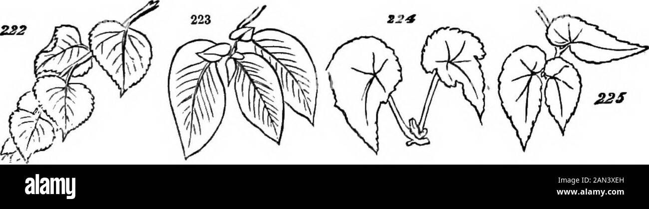 The principles of biology . LEAVES. 143 transversely the circumstances are aKke. It is needless togive diagrams to illustrate this extremely familiar truth.Whether they are broad or long, oval or heart-shaped, pointedor obtuse, the leaves of most trees and plants will be remem-bered by all as having the ends by which they are attachedunlike the free ends, while the two sides are aKke. And it willalso be remembered that these equalities and inequalities ofdevelopment correspond with the equalities and inequalitiesin the incidence of forces. § 230. A confirmation that is interesting and importan Stock Photo