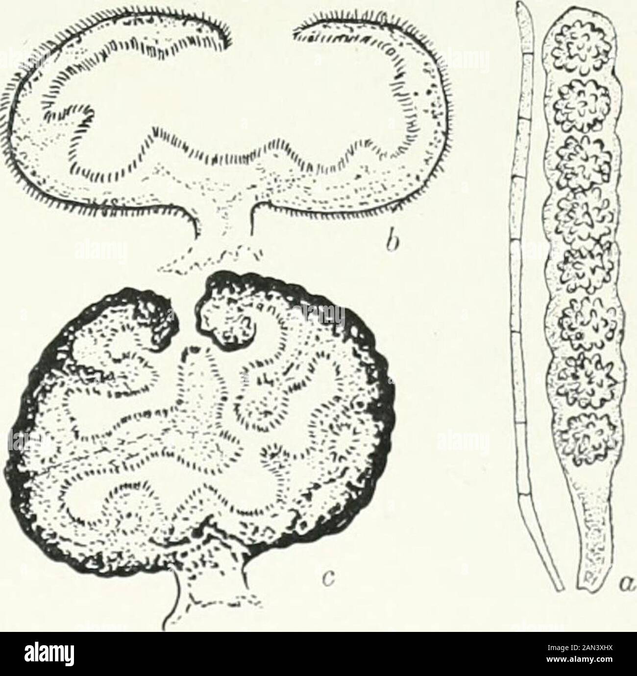 Fungi, Ascomycetes, Ustilaginales, Uredinales . rincipal modificationsbeing in the direction of adaptation to subterranean conditions by increasedprotection of the hymenium. This appears to have been achieved either byretaining the closed form of the young pezizaceous apothecium {Genea,Pachyphloeus) or by invagination of the fertile layer {Tuber) over a widelyexposed surface such as is found in R/iiziua or Sphaerosoma. In eithercase room has been made foradditional asci by throwing thehymenium into elaboratefolds.Massee, however, regards theglobose asci and dark-colouredsculptured spores of Tu Stock Photo
