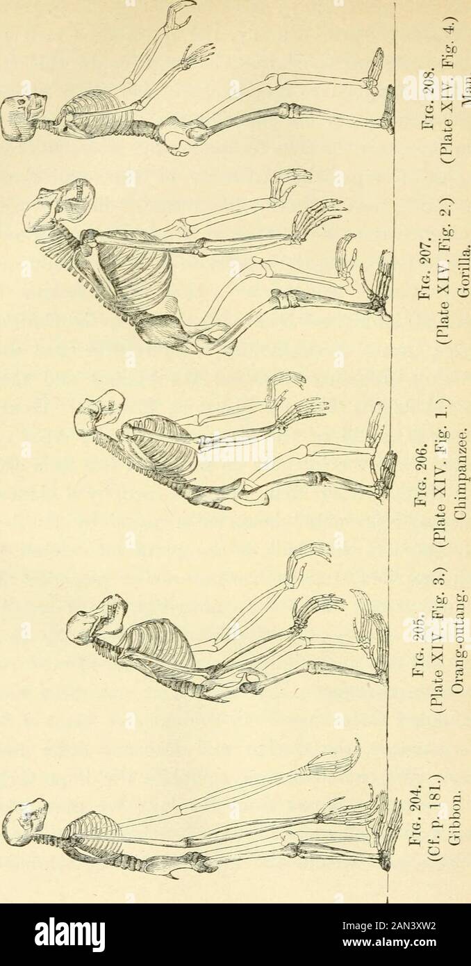 The evolution of man: a popular exposition of the principal points of ...