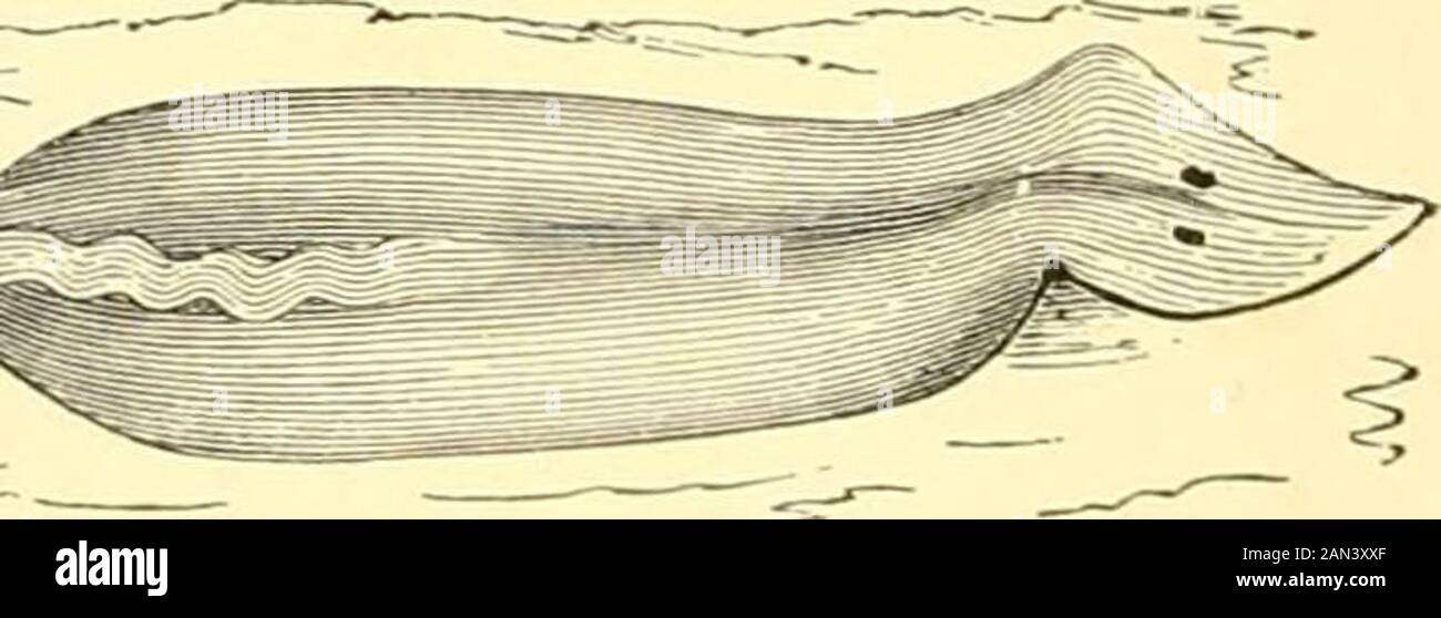 The royal natural history . TWO-STRIPED GEODESMUS (enlarged twice).. planarian worm, Planaria gcmocephala (enlarged). branch of seaweed, with the head elevated so as to exhibit its lower surface, andfeeling for a new surface of support. Planaria gonocephala, figured above, is oneof the land forms. The general structure of the intestine in all the animals of thisgroup is shown in the illustration at the top of the page. DICYEMIDS. Group of Uncertain Position. 473 To complete our account of the worms, mention must be made of the parasiticfamilies Orthonectidce and Dicyemidce, of which the serial Stock Photo