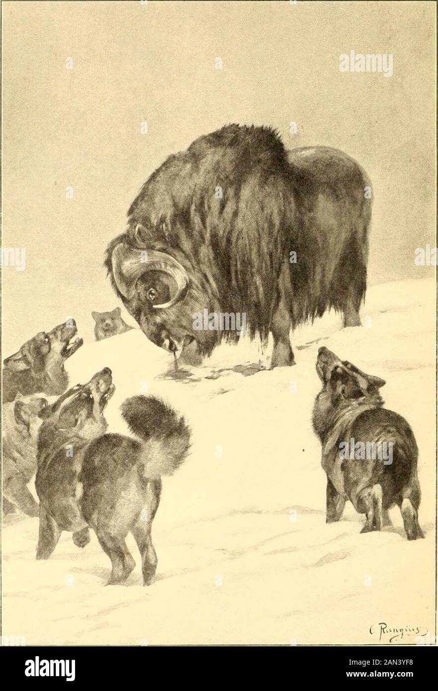 Musk-ox, bison, sheep and goat . mightget wind of the other two of the four after whichI had originally started, or find tracks of strag-glers from the main herd. Several miles I wenton, but finding no tracks, and darkness comingdown, I turned to make my way back, knowingthat the Indians would follow up and camp bythe slain musk-oxen for the night. But as Ijourneyed I suddenly realized that, except forgoing in a southerly direction, I really had nodefinite idea of the exact direction in which Iwas travelling, and with night setting in and achilling wind blowing I knew that to lose my-self migh Stock Photo