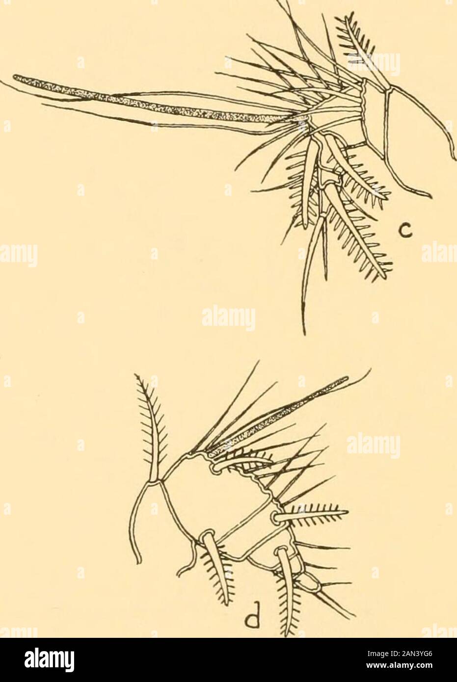 Smithsonian miscellaneous collections . owing an exceptional increasein the number of aesthetasks. ally carries a single sensory club or aesthetask on each of the firstantennae. In these terraqueous copepods the size and length of theaesthetasks may be considerably increased, as happens more oftenin the males (fig. 3). In the females either the number of aesthetasksis multiplied as in figure 4, or they are supplemented by thick finger- 8 SMITHSONIAN MISCELLANEOUS COLLECTIONS VOL. 94 like processes, carrying along one or both sides a row of coarse spinesas in figure 5. There are sometimes six o Stock Photo