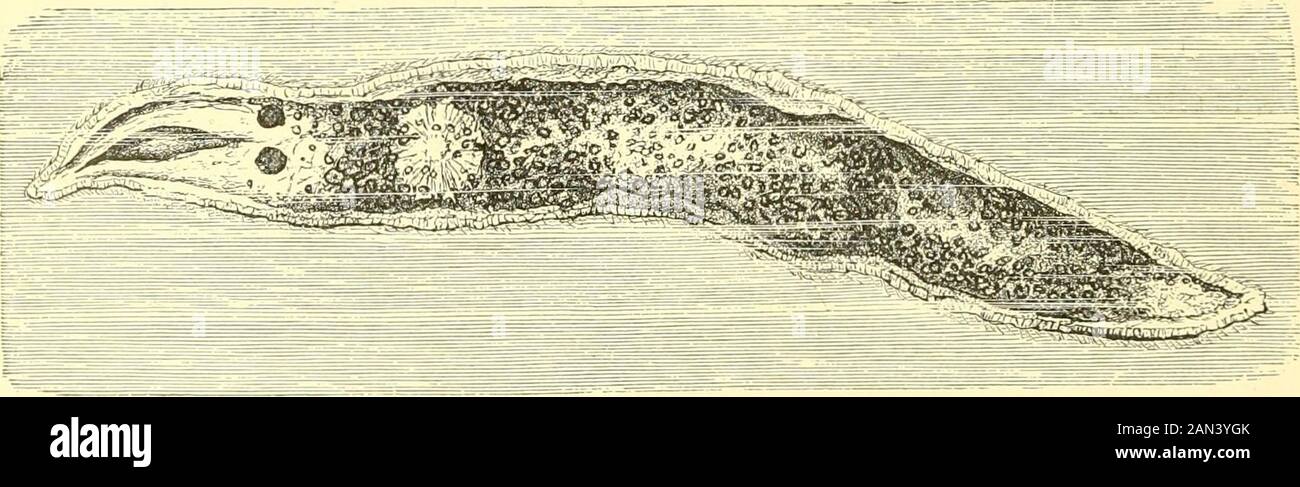The royal natural history . TREMATODES. 1, Prostomum—«, proboscis ; b, mouth. 2, Convoluta.(Natural size represented by lines.) 3, Vortex.. Schizostoma productum (enlarged 200 times). Differing in many important points from the typical Rhabdocoela is thesmall marine Convoluta, shown in Fig. 2 of the illustration, in which thealimentary canal, the excretory organs, and the nervous system have dis-appeared. Imbedded in the solid tissues of some of the species of Convolutaare large numbers of cells containing chlorophyll, or the green colouringmatter of plants. These cells are probably minute pla Stock Photo