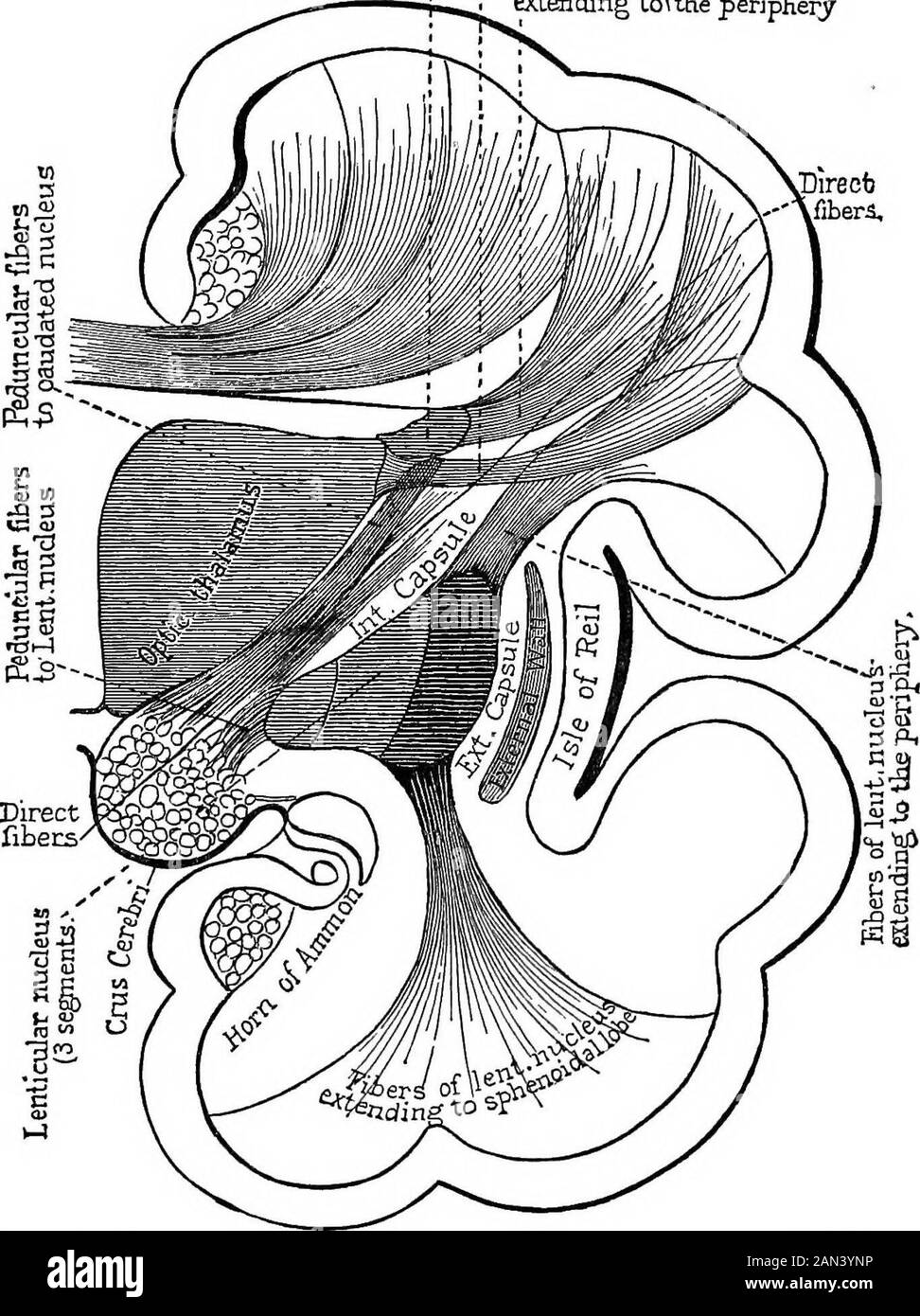 Lectures on localization in diseases of the brain, delivered at the Faculté de médecine, Paris, 1875 . r) arecentrifugal and connected with movements of the limbs,while others (the posterior) are centripetal and connectedwith the transmission of sensorial impressions (Fig. i8). To sum up, the internal capsule, according to modern re-searches, is composed as follows : 1st. By the direct peduncular fasciculi, which traverse thecapsule without entering the ganglia. 2d. By the indirect peduncular fasciculi. Of these someare sent to the corpora striata, which they approach by theinferior face ; o Stock Photo