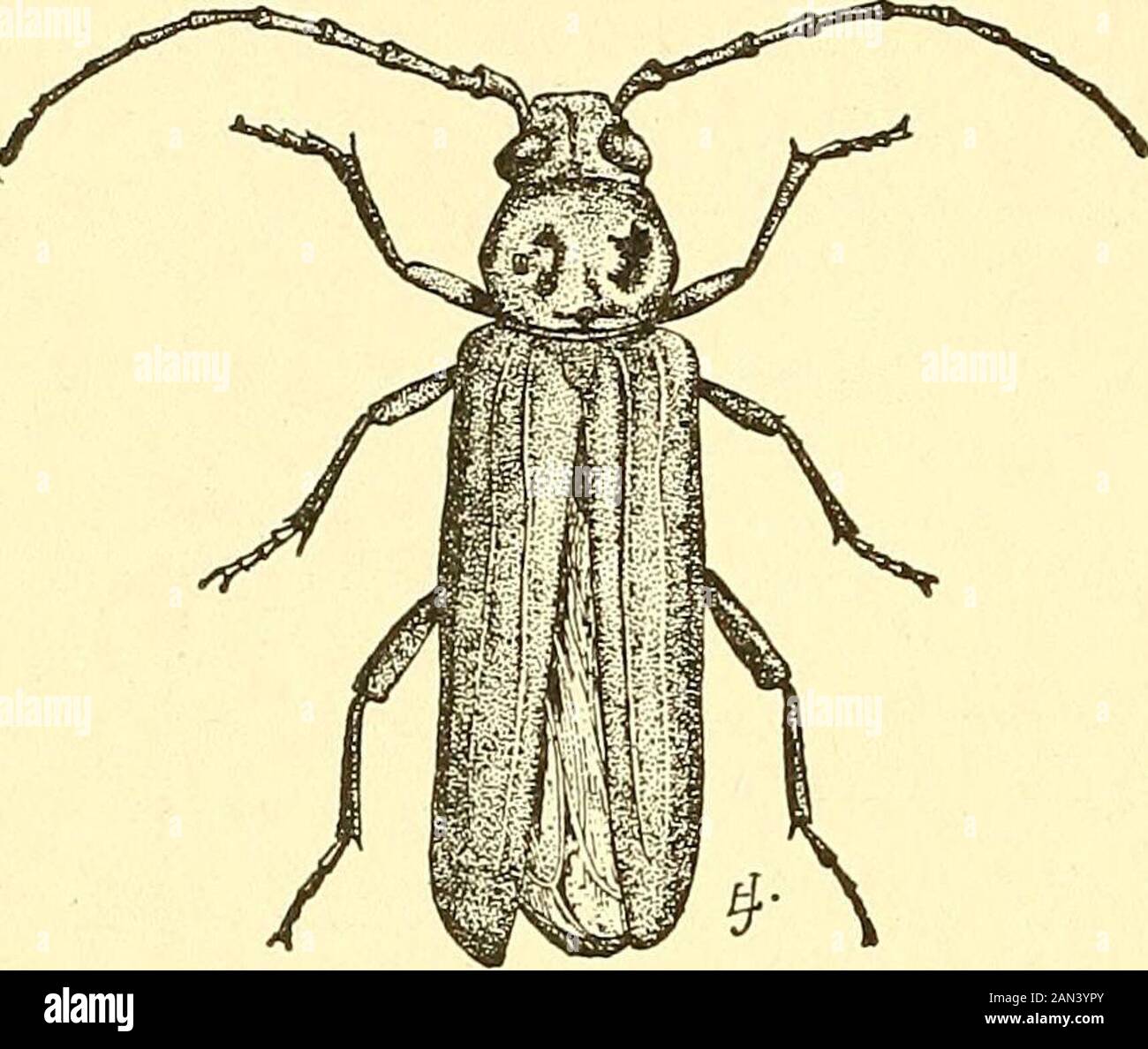 Labrador, the country and the people . Fig. 24.Dermestes lardarius 446 APPENDIX I. Fig. 25.Criocephalus agrestis. parts of our continent from the Atlantic to the Pacific. Its larva feeds on the wood of living pinetrees, boring its way out to thesurface. Pachyta liturata Kirby (Fig. 26)is not so common as the preced-ing, but is found over practicallythe same wide territory. It ismuch shorter, being only three-quarters of an inch long, and thesides of the body are not parallel,as in that species. The wingcases are light yellow, faintlymarked with black, and whenfolded the insect is very muchwide Stock Photo