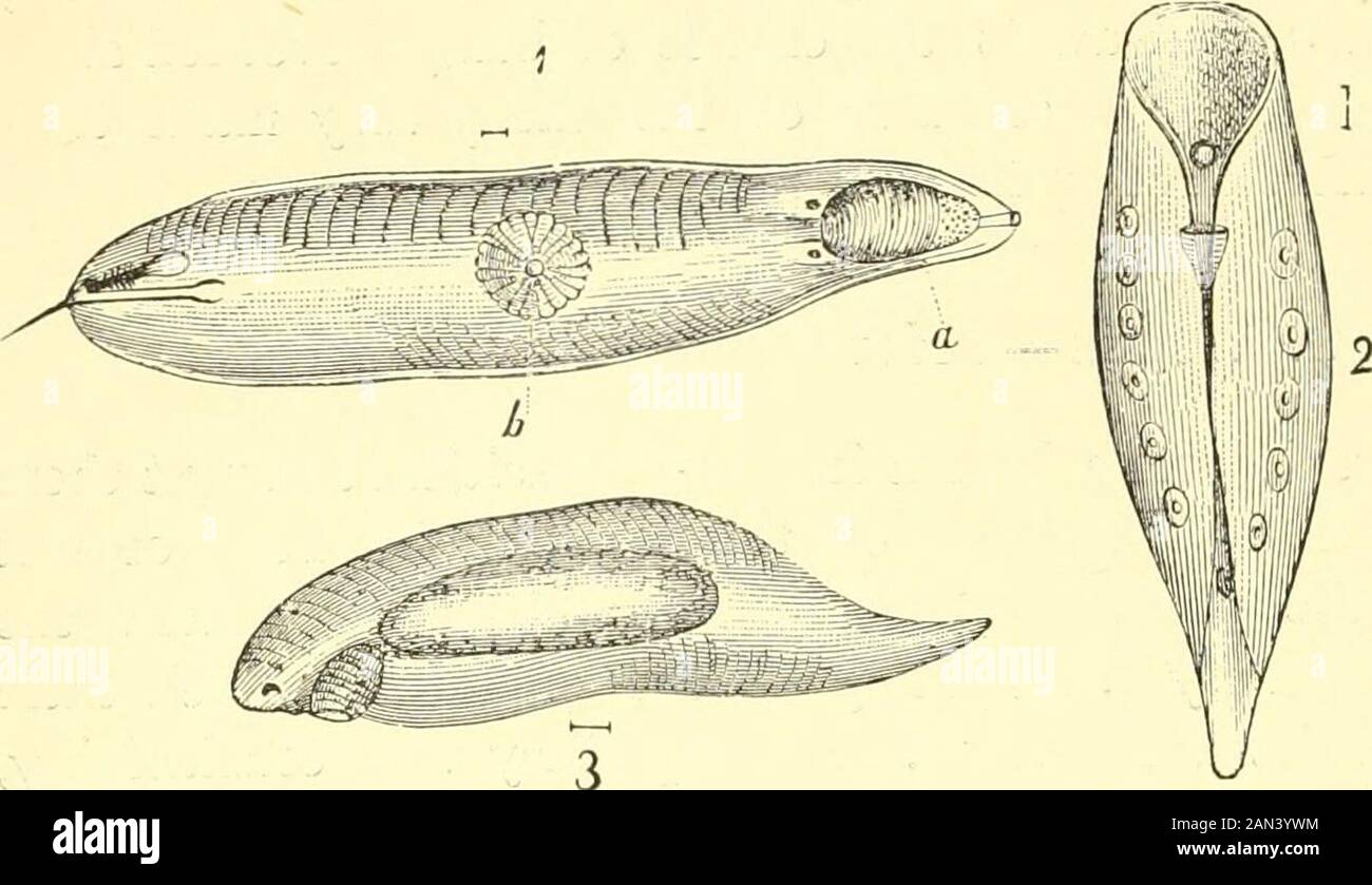 The royal natural history . Prostomum the mouth (b) is situated in the ...