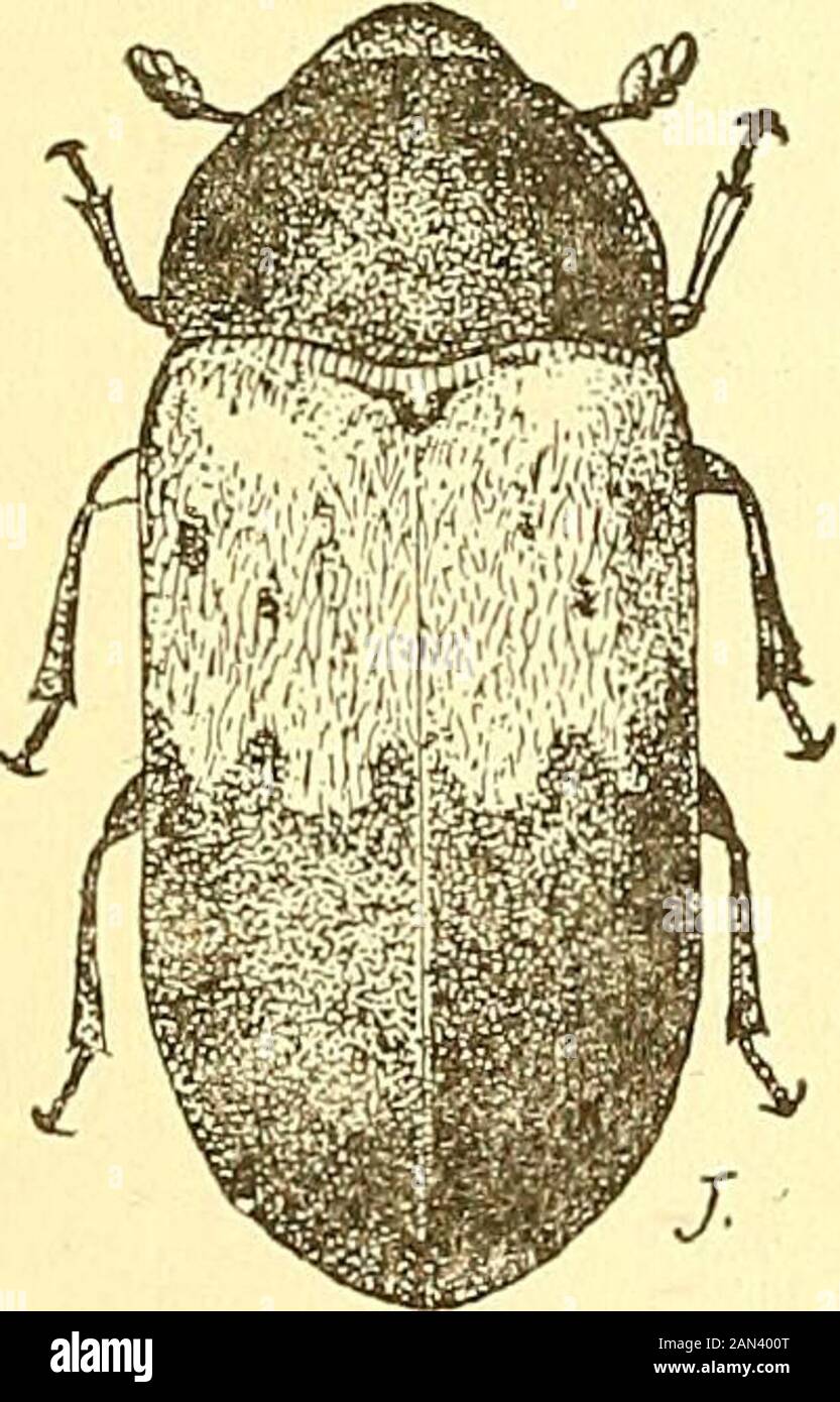 Labrador, the country and the people . remained distinct or become so,through separation from one another. This interesting fact waspointed out by Mr. Schwarz some years ago. Another Labrador beetle quite generally distributed in Europe,Asia, and America, through commerce, is the bacon beetle{Dermestes lardarius Linn., Fig. 24). The beetleis about one-third of an inch long and brown-ish black, with a yellow band extending acrossthe front of the wing cases. Its larva lives onpreserved anim^al food products, such as hams,bacon, old cheese, and in dried skins, hair, etc.The last two of Mr. Joutel Stock Photo