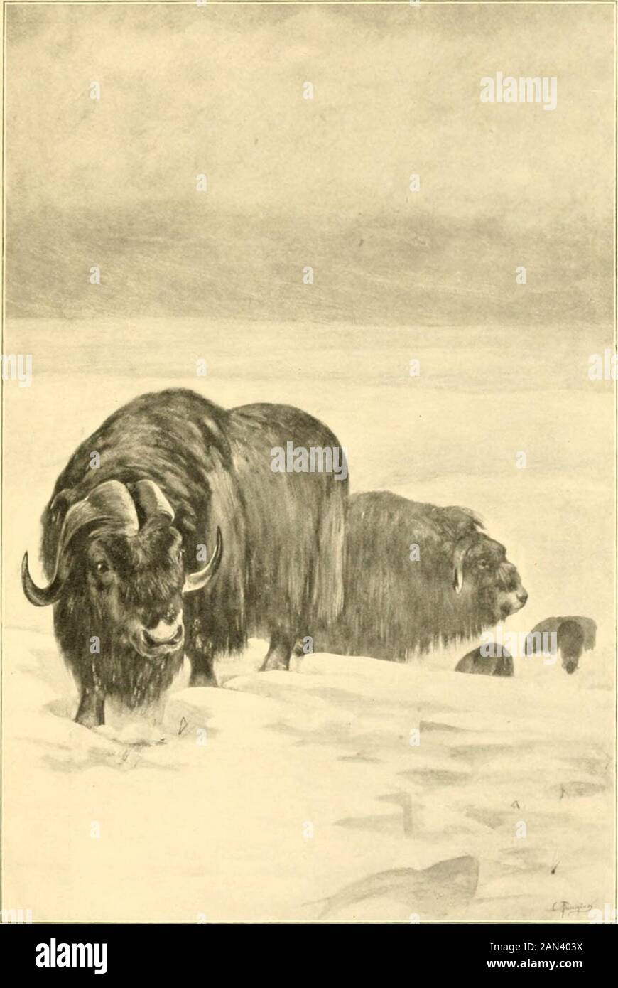 Musk-ox, bison, sheep and goat . r North .... At Bay 3° Outnumbered 45 East Greenland Musk-ox Calf 57 Head of Two-year-old Musk-ox Bull .... 57Musk-oxen on Cape Morris Jesup, brought to Bay BY Dogs 65 The Authors Barren Ground Hunting Knife and Ax 67 The Barren Ground Musk-ox—a Full-grown Bull . 71 Forefoot of Barren Ground Musk-ox .... 76 Full-grown East Greenland Musk-ox — Adult Male 77 Forefoot of East Greenland Musk-ox .... 79 Skull of the East Greenland Musk-ox — Front View 82 Skull of the Barren Ground Musk-ox — Front View 82 Skull of the East Greenland Musk-ox — Side View . 83 Skull of Stock Photo