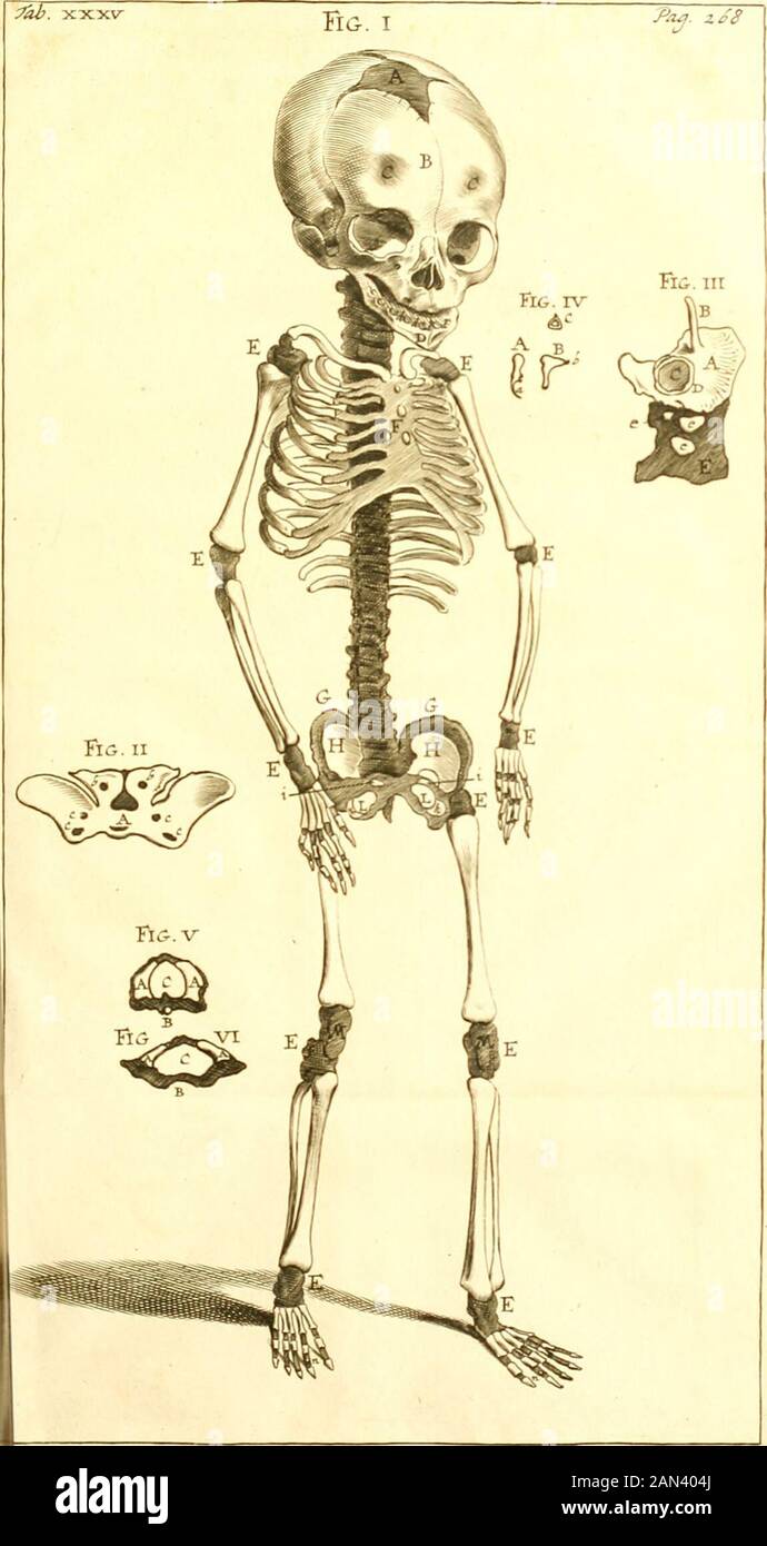 Theodori Kerckringii, Doctoris medici Opera omnia anatomica : continentia Specilegium anatomicum, Osteogeniam foetuum, nec non Anthropogeniae ichnographiam : accuratissimis figuris aeri incisis illustrata . dum par: principia eorum proceffuum &lt;$ qui deinde maxillam fuperiorem tangunt.C.C. Tertiumpar: principiaofjls^ qtuefellamequi fiam pofiea conflituent, nunc ojficula diflinda^ 268 TH. KERCKRINGII caputmajoris acicula aqumtia. Quae celerri** rrie in formam figura appojita K. coalefcunt.D.D. Quartum par: principia offis , qua nervl viforii transmittentur , nunc offificatds bin&lt;% lineold Stock Photo