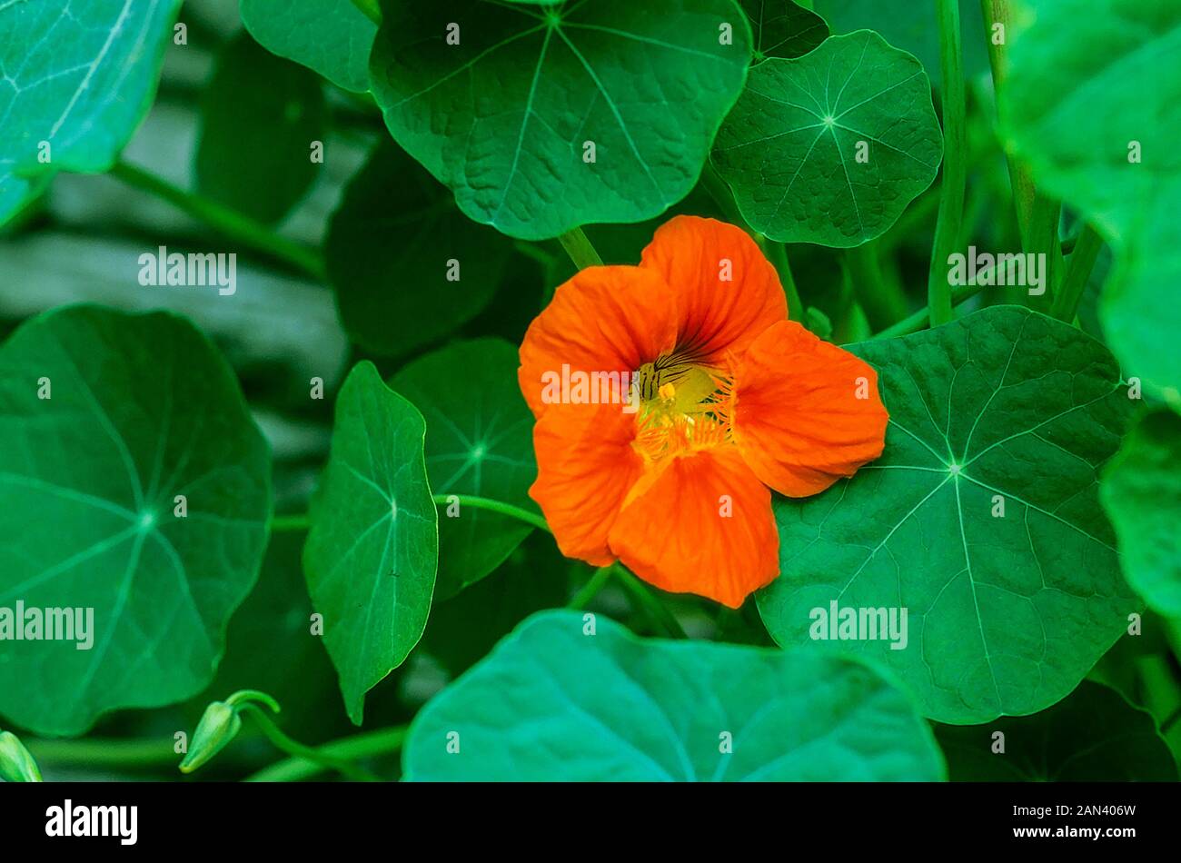 Tropaeolum Whirlybird Nasturtium A climbing and trailing annual that