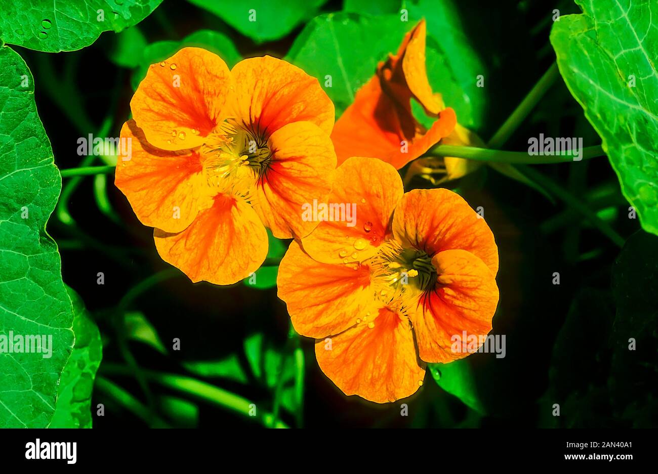 Tropaeolum Whirlybird Nasturtium A Climbing And Trailing Annual That Has Single Semi Double Red Pink Yellow And Orange Flowers In Summer And Autumn Stock Photo Alamy