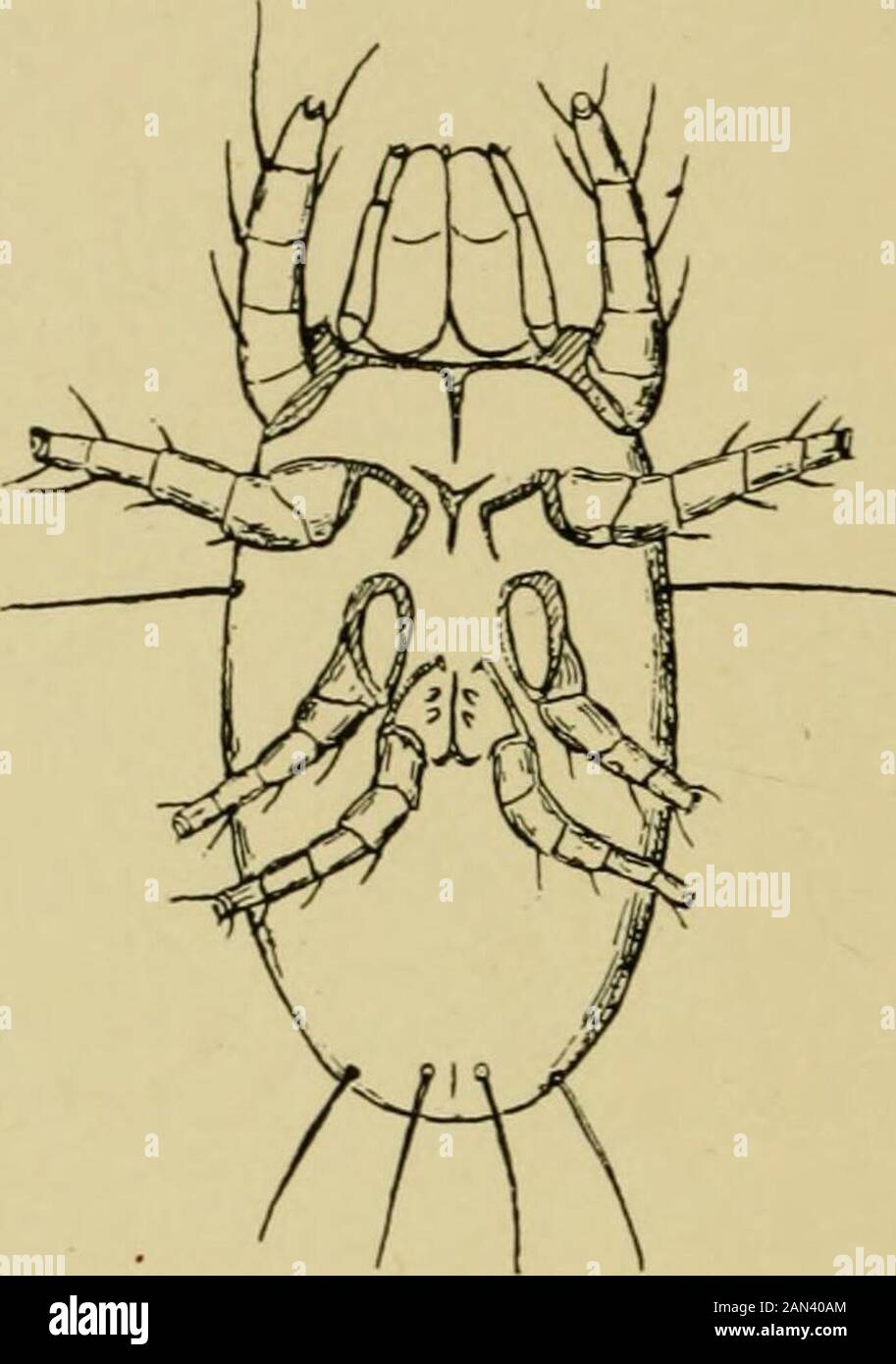 Handbook of medical entomology . 152. Monieziella (Histiogaster) emtomophaga-spermatica, ventral aspect,male and female. After Trouessart, ii. Very short palpi, ridged dorsally and laterally; slightlychitinized; unfed adults of smaller size; coxae I bifid;male with adanal and accessor} adanal shields (fig. 139). B, annulatus Boophilus Curtis ff. Palpi longer than broad (fig. 157). g. Male with pair of adanal shields, and two posterior abdominalprotrusions capped by chitinized points; festoons present orabsent. Several species, among them H. aegypticum (fig. 140) from the old world Hyalomma Koc Stock Photo