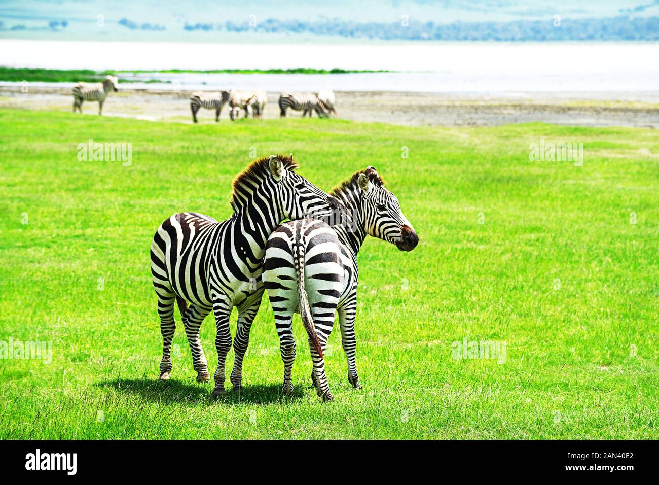 Zebra herd in Ngorongoro Conservation Area, Tanzania. African safari wildlife watching trip. Stock Photo