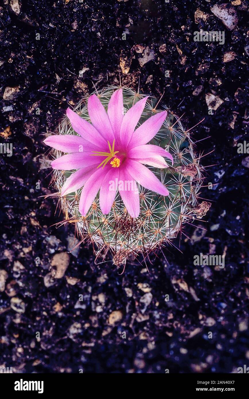 Mammillaria Grahamii. syn Mammillaria microcarpa with single deep pink flower in center of cacti.  Flowers in early summer and is frost tender. Stock Photo