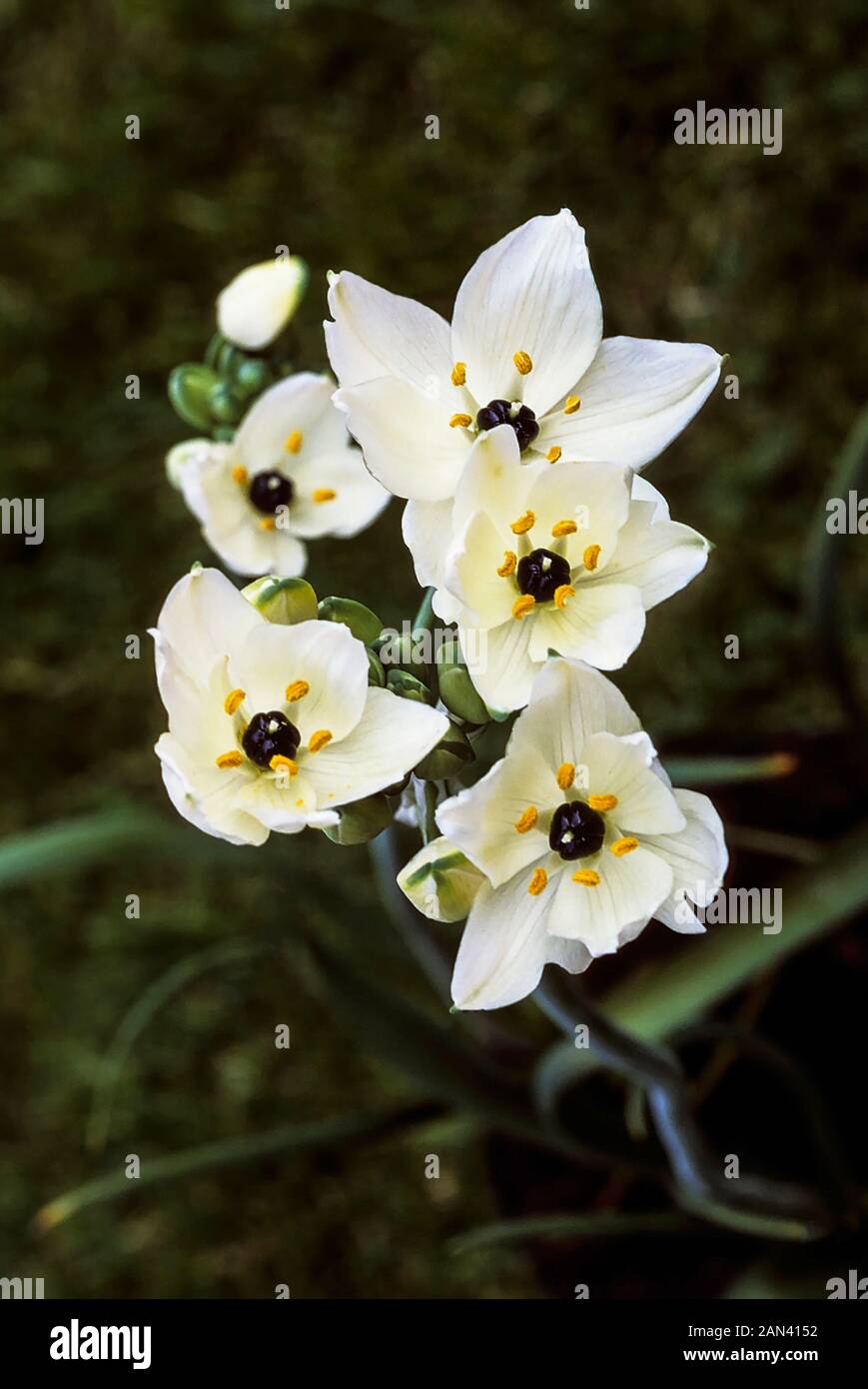 Ornithogalum arabicum Star of Bethlehem on a black background. A bulbous  perennial that has white flowers in early summer and is frost tender. Stock Photo
