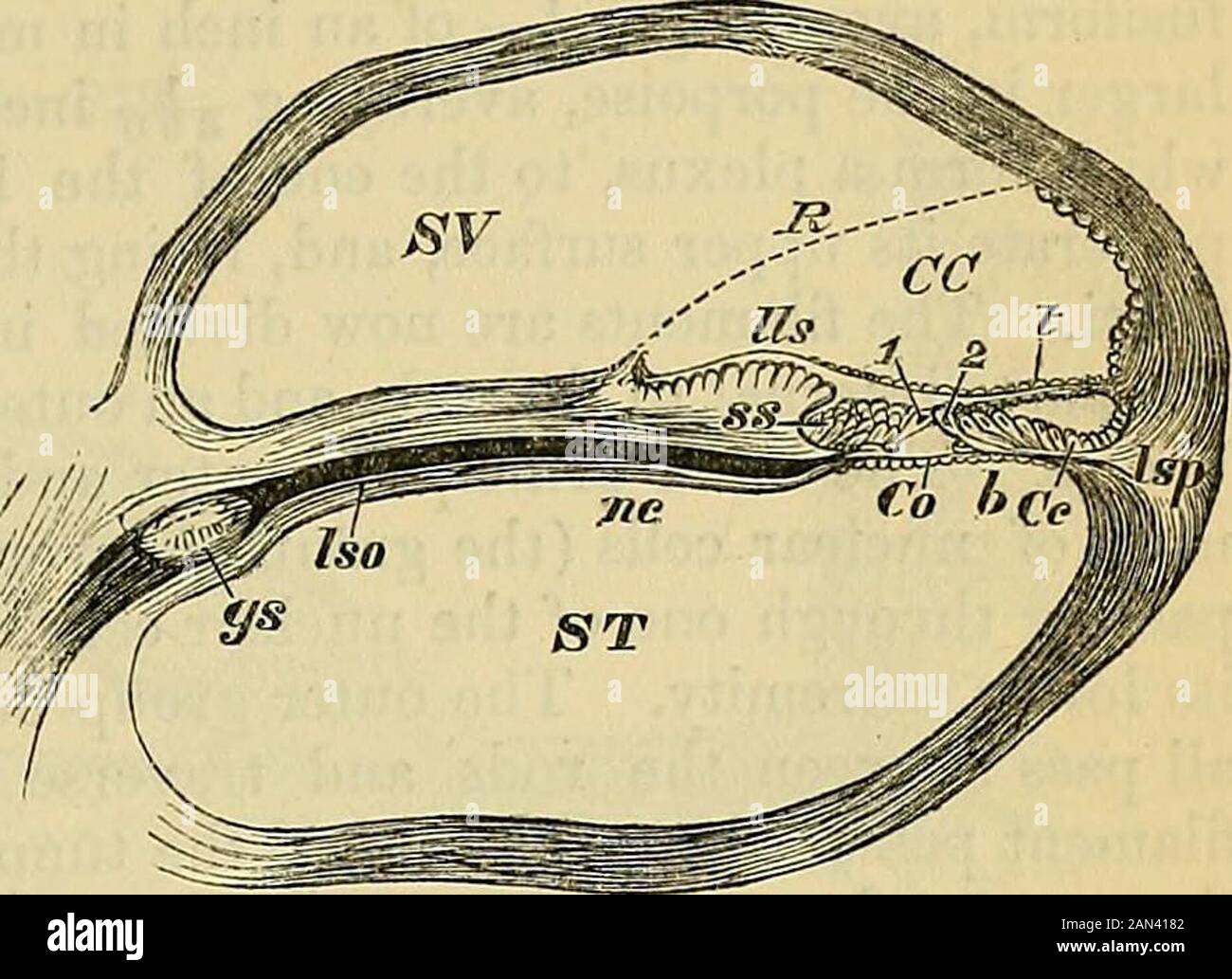 Organe anatomie hi-res stock photography and images - Alamy