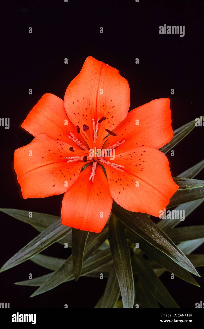 Bright orange Asiatic lily showing Stigma and Stamen against a black background.  A 1a) sub-division lily with upward-facing flowers Stock Photo