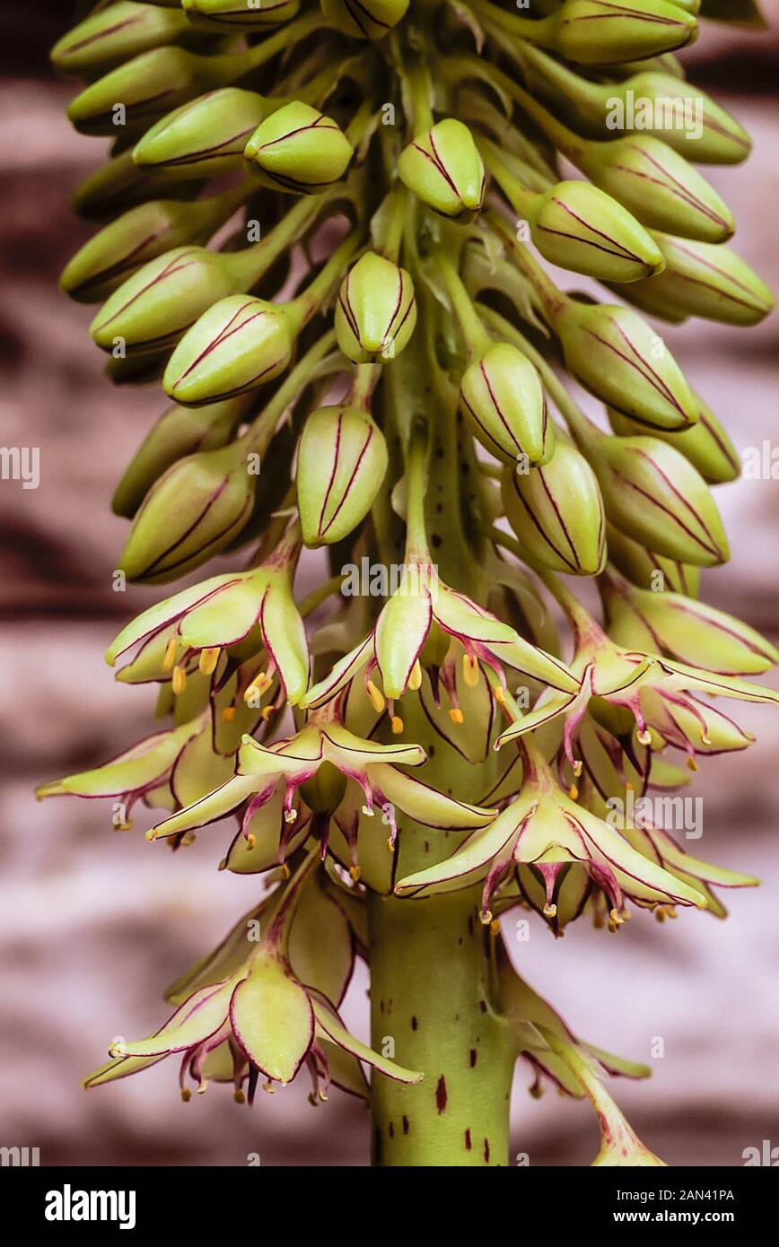 Close up of Eucomis Bicolor with raceme of buds and flowers in late summer. A bulbous perennial with pale green leaves that is frost tender. Stock Photo
