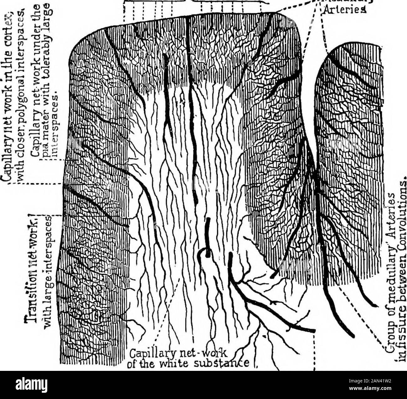 Capillary mesh Black and White Stock Photos & Images - Alamy