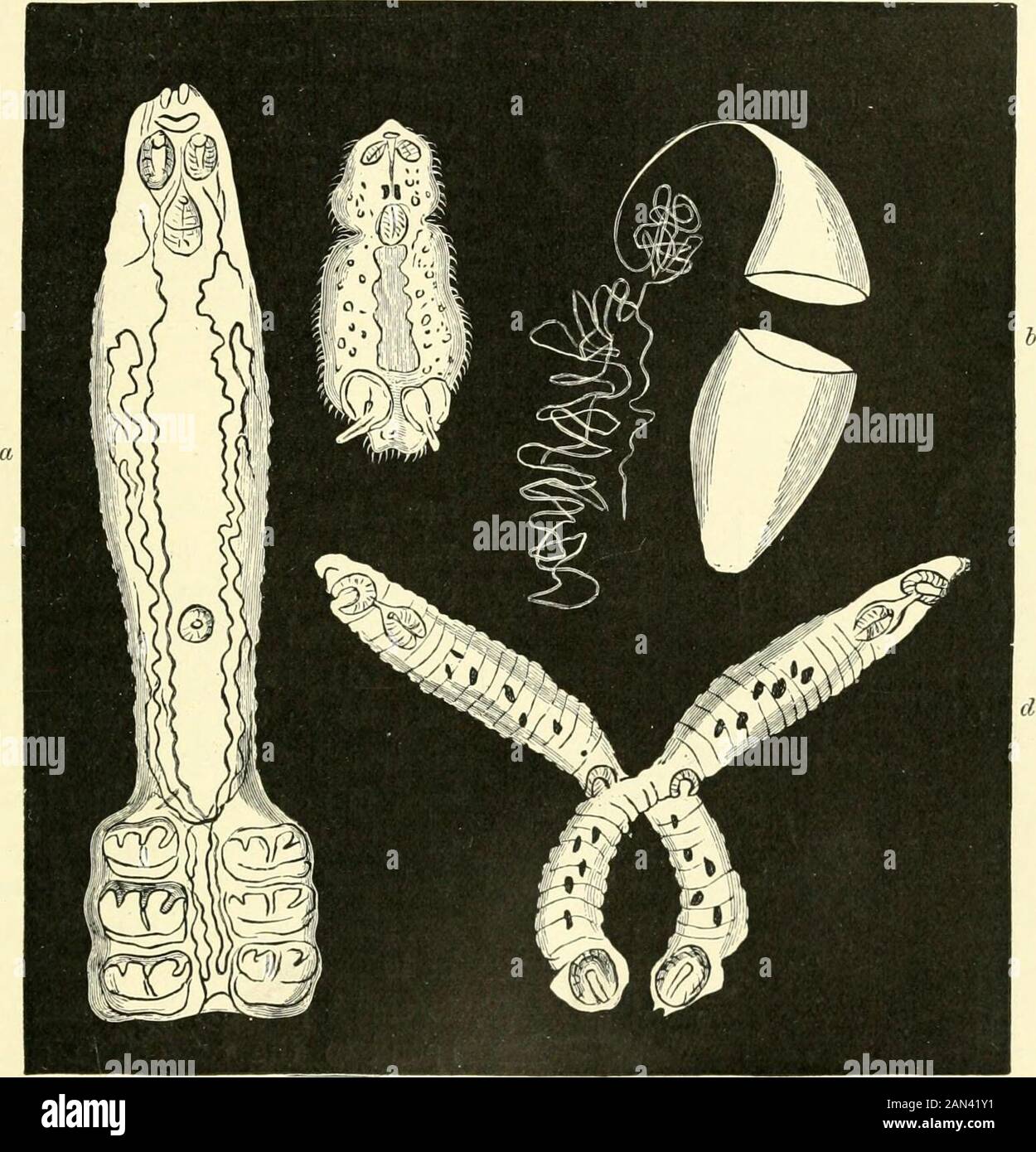 Worm Radiates The royal natural history . TUEMATODE WORMS. 1, Epvbdella; 2, Trochopus ...