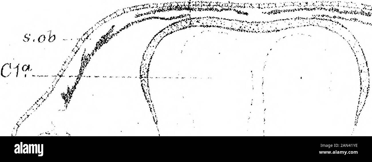 On The Development Of The Skull In Lepidosteus Osseus Y Tlv Lt Lt T Or V Ixr Cs P S Ob Trans 1 S2 Plate 35 Fit 7l Uci T C T S5a Kta R Gt Gt