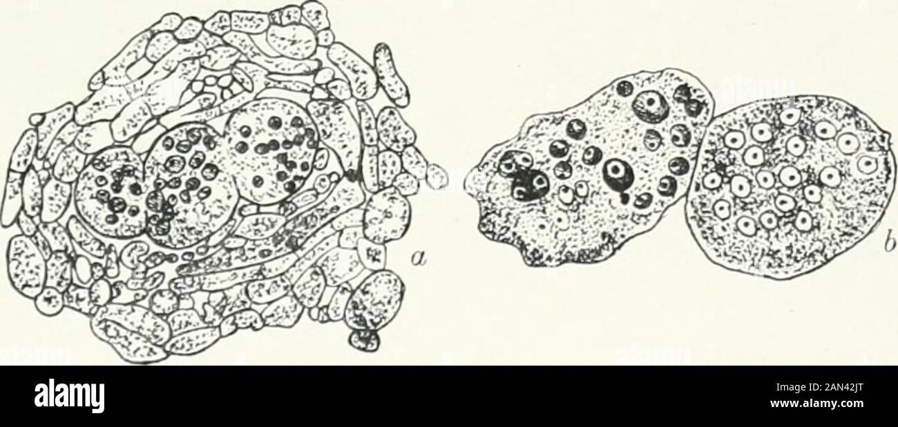 Fungi, Ascomycetes, Ustilaginales, Uredinales . Fig. 80. Ascophanus carneus Pers.; eld archicarp,showing associated nuclei, &gt; Soo; alter Ramlow. formed so that the hypha consists of a series of binucleate cells. These. tig. Si. Ascophanuscarneiis Pers.; a. section through young asci (ring nuclear fusion in two cells of the archicarp, =so : . two cells of an archicarp,showing nuclear fusions, x 1240; after Cutting. nuclei, when satisfactorily fixed, showed a well-marked centrosome.Ramlow was unable to see whether one or several cells of the archicarp 120 DISCOMYCETES [CH. gave rise to ascoge Stock Photo