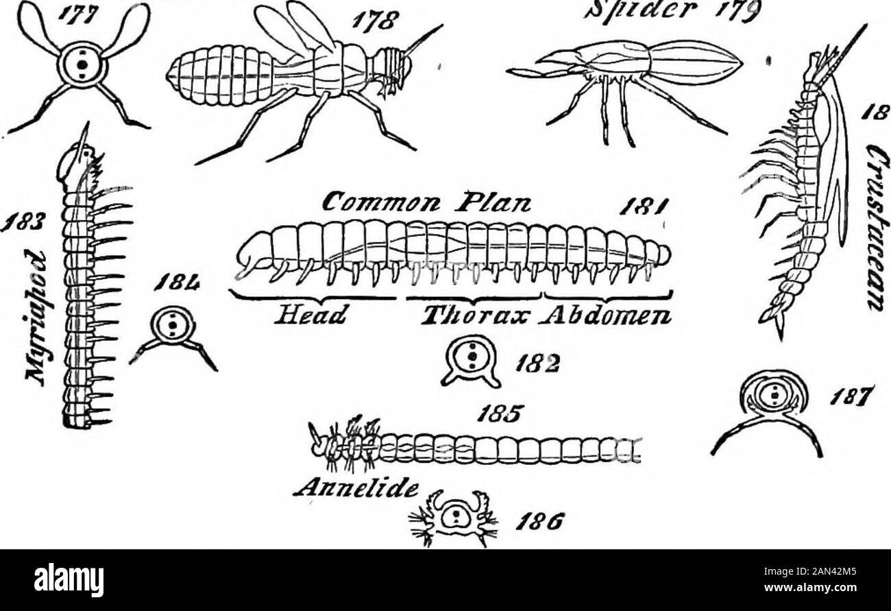 The principles of biology . bs develop-ment the segmentation is faiutly ...