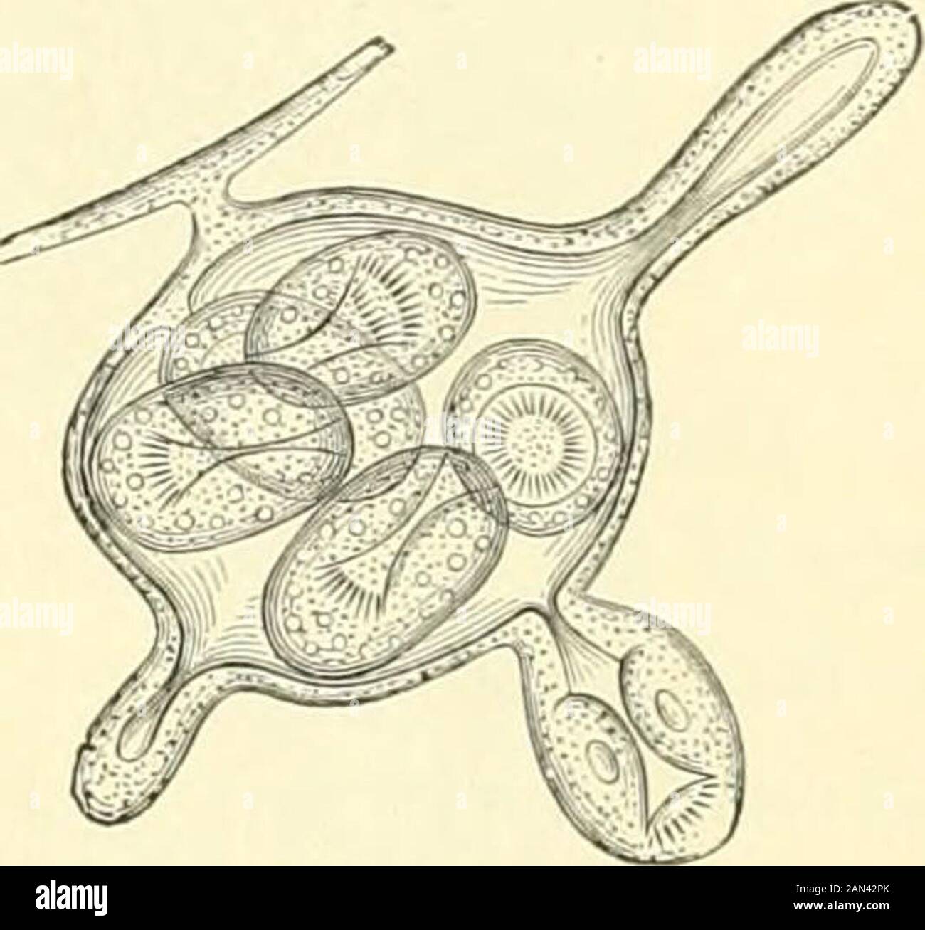 The Royal Natural History Bladder Worm Stage Cl Sti Raws Of