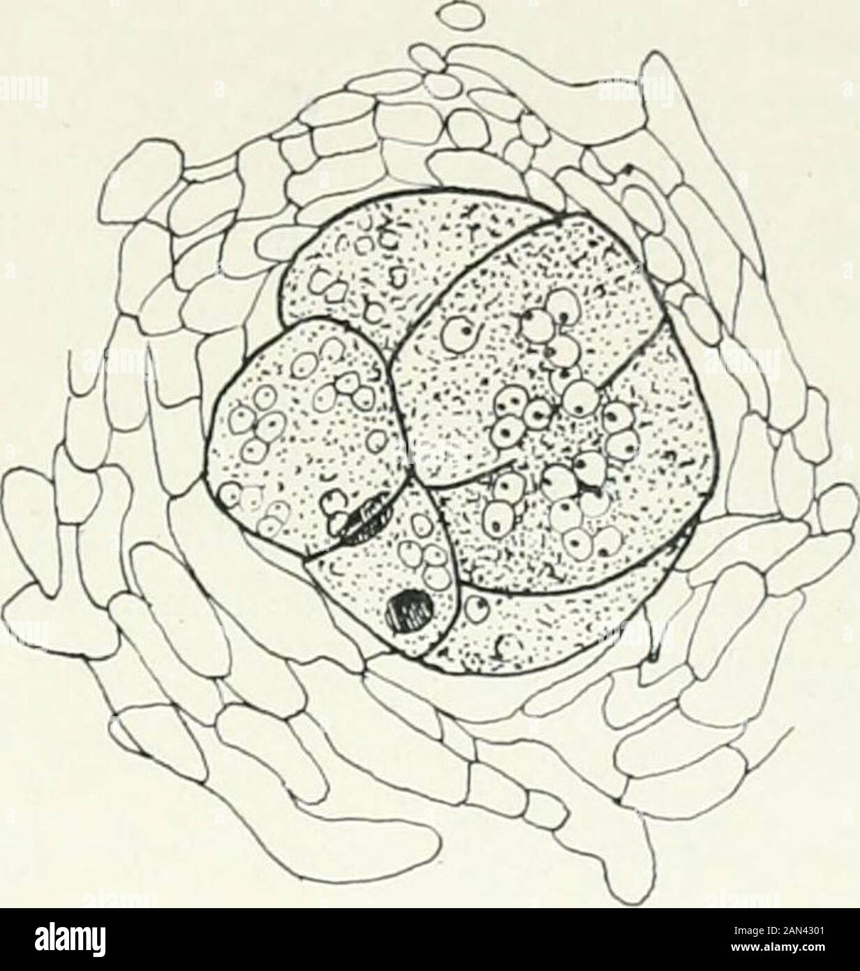 Fungi, Ascomycetes, Ustilaginales, Uredinales . of its cells and in the amount oftwisting which it undergoes. The central oogonial region includes three to seven large cells withgranular contents. Between this and the parent hypha is a stalk of variablelength and beyond it is a terminal portion (or trichogyne) of not more thanseven cells which are narrower than the rest and appear to degenerate early(Cutting). The cells come into communication with one another by large pores (fig.8ia), and Cutting has shown thatnuclear fusions (fig. Si£)take placein all the cells of the oogonialregion, and tha Stock Photo