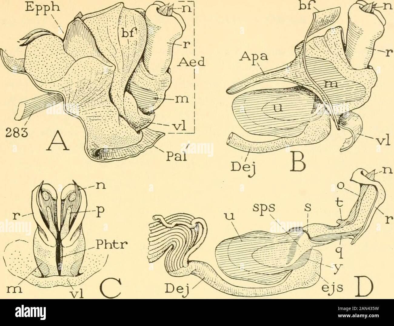 Smithsonian miscellaneous collections . 36.—Male abdomen of Mclaiwfliis differentialis (Cyrtacanthacrinae).A, entire abdomen. B, end of abdomen, lateral view. C, same, dorsal view. floor of the genital chamber. The basal fold {hf) is bilobed. Thedorsal lobe of the aedeagus is distinctly divided into a proximal part(A, B, 77z) bearing the aedeagal apodemes (B, Apa), and a large cylin-drical distal part (r). The ventral lobe (A, vl) is relatively small.From the distal end of the aedeagus there projects only one pair ofapical processes (A, B, C, D, n), which are the usual anterior dorsalprocesses Stock Photo