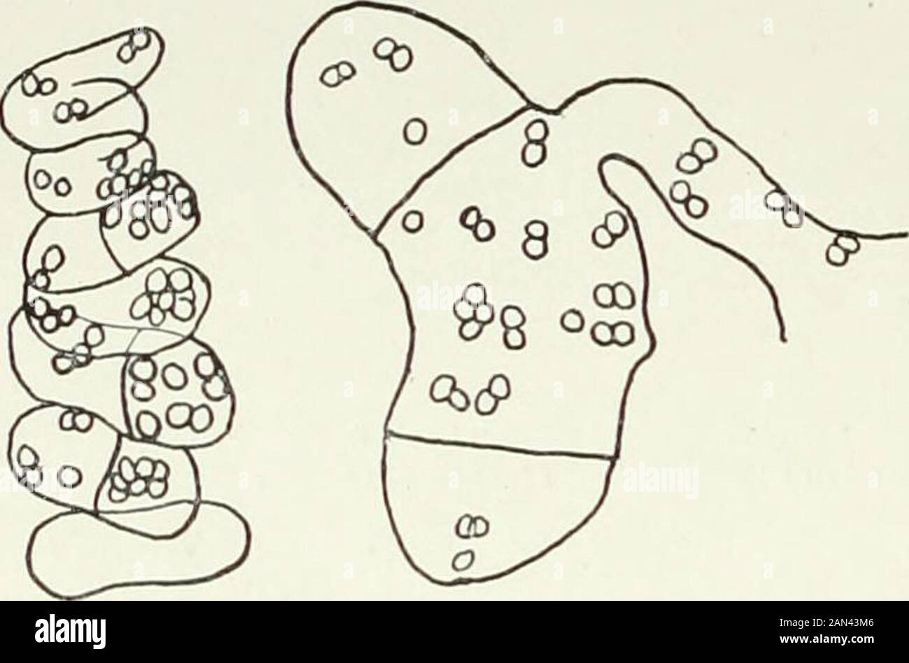 Fungi, Ascomycetes, Ustilaginales, Uredinales . Iig. 77. Ascobolus Winteri Rehm.; archi-carp, x 10S0 ; after Dodge. n8 DISCOMYCETES [CH.. Fig. 78. Ascobolus immersus Pers.: archicarps showingpaired nuclei, x 1000; after Kamlow. or four cells, which diminish gradually in diameter and which he termsa trichogyne. In Ascobolus immersus the mycelium consists of multinucleate cells, thearchicarp is larger than that of A. Winteri and contains some twentydivisions, it is otherwise very similar. The cells contain numerous largenuclei and pores develop between them ; the ascogenous hyphae arise froma si Stock Photo
