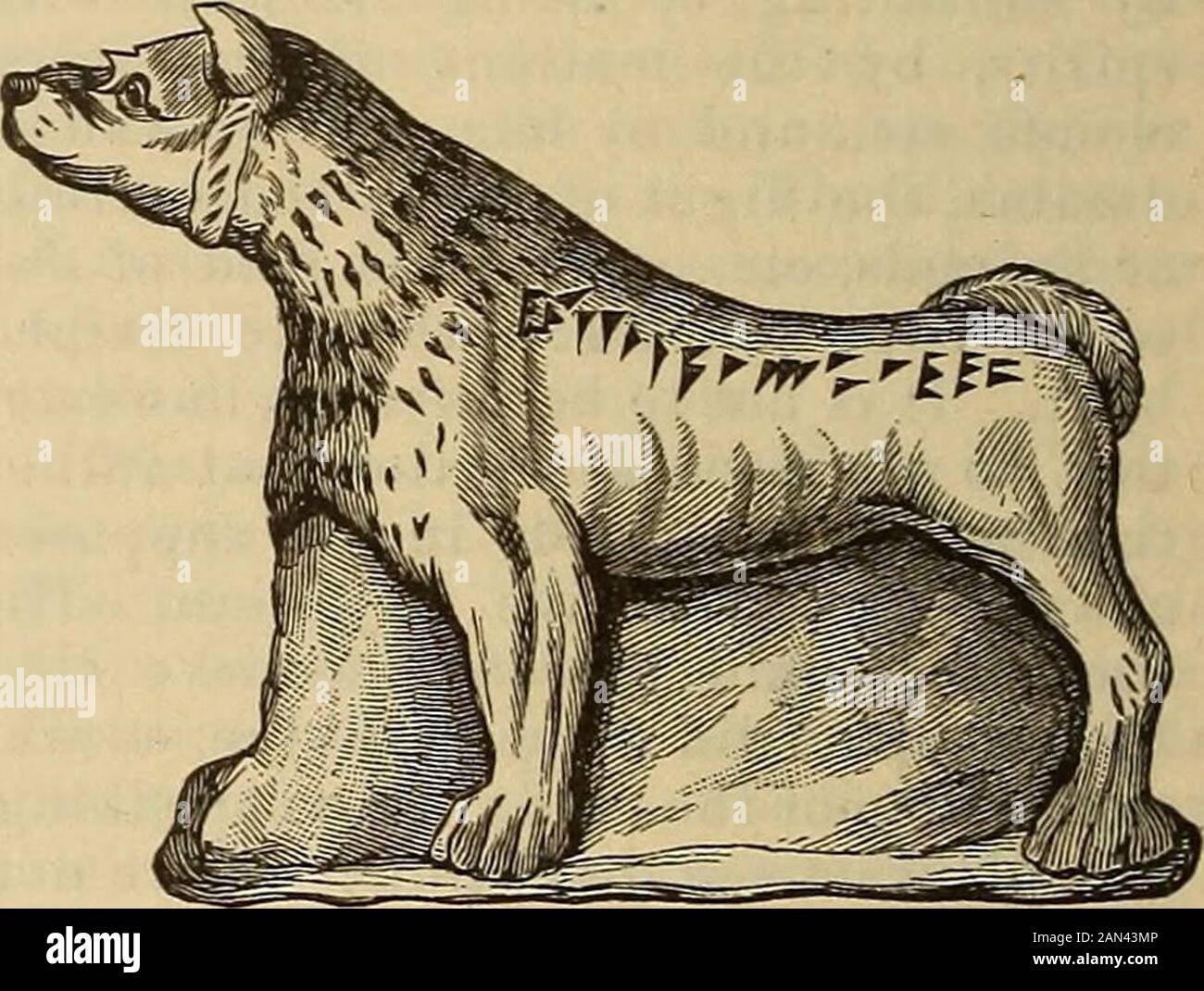 What Does It Say About Dogs In The Bible