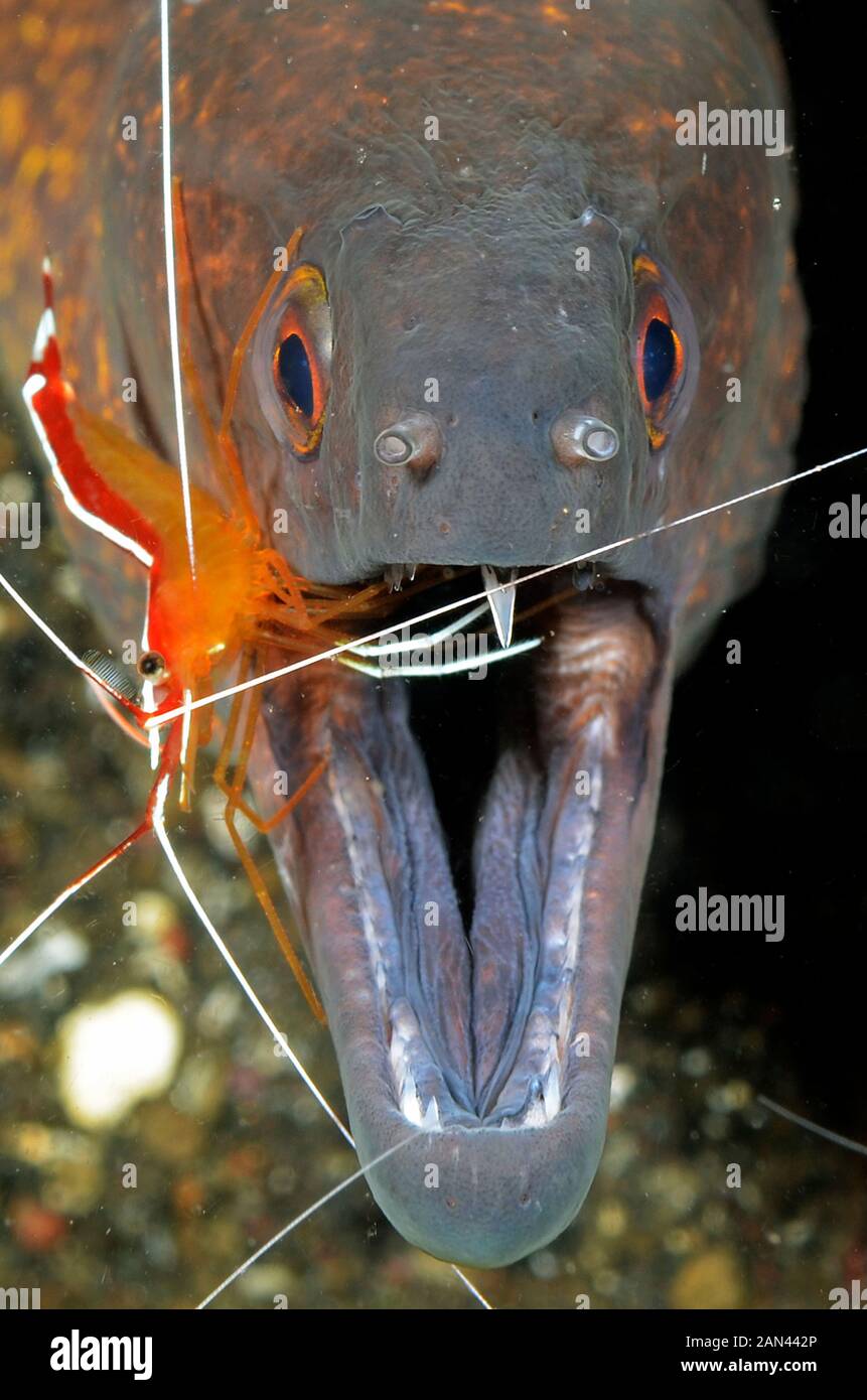 Giant moray eel, Gymnothorax javanicus, with a cleaner shrimp in Tulamben, Bali, Indonesia, Stock Photo
