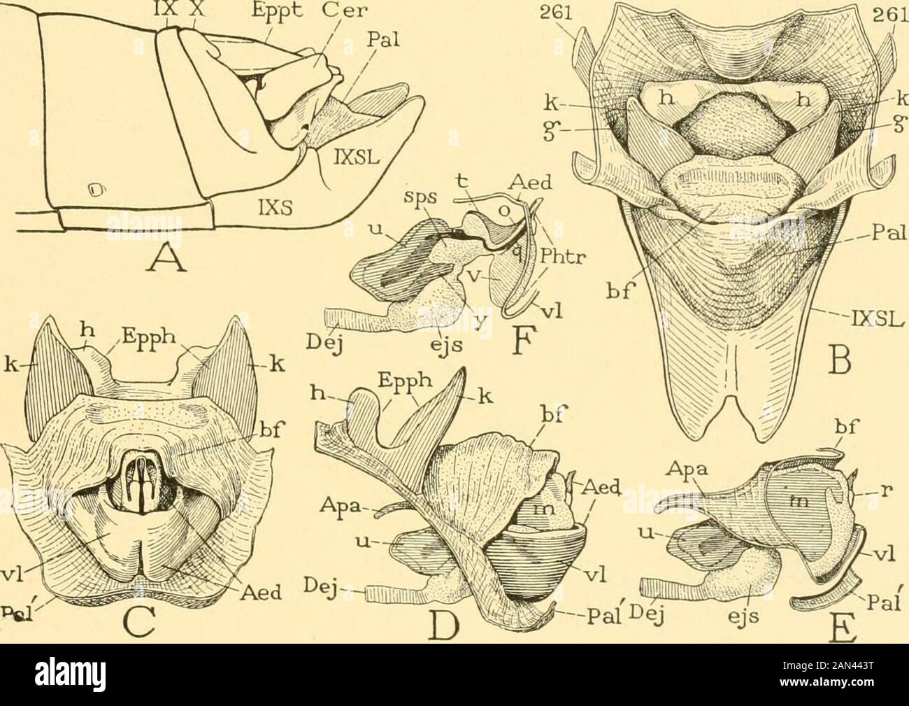 Smithsonian miscellaneous collections . imal part (in) bears a pairof short but very wide lateral apodemes (D, E, Apa). The endophal-lus is relatively small, but the anterior apodemes (iv) of its lateralplates are large and widely divergent (E). Schistocerca amcricana (Drury).—-The elongate subgenital plate ofthe ninth abdominal sternum of this species has a broad, deeply emargi- NO. 6 GRASSHOPPER ABDOMEN SNODGRASS iiate extension projecting far beyond the origin of the palhum from itsdorsal lamella (fig. 35 A, B, IXSL). The exposed part of the pallium(Pal) forms a thick, transversely corrugat Stock Photo