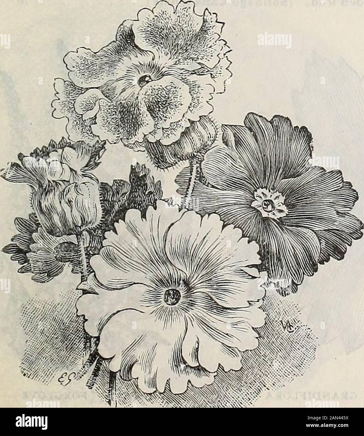 Dreer's wholesale price list 1906 : bulbs plants seasonable flower seeds and vegetable seeds grass seeds fertilizers, tools, etc., etc . Schizanthus. (Fringe Flower.) Dwarf.Large Flowered. Mixed ...Wisetonensis. Fine for pots. 17 cents per pkt. 3°. •v#&gt;ft £p:f PANSY—ROYAL EXHIBITION Smilax. Tr. pkt. Oz. 5° $3 00 5° 3 00 5° 3 00 50 3 00 5° 3 00 50 3 00 5° 2 50 50 7 5° 5° 5 00 5° 7 00 DREERS CHOICEST MIXED CHINESE PRIMROSES Every florist should grow some of this, always needed. Tr. pkt.,10 cts.; Oz. 30 cts.; Ji-lb., $1.00 ; 1 lb., $3.00. Stocks (Gilliflower). CuUand-Come-Again Ten Weeks Stock Stock Photo