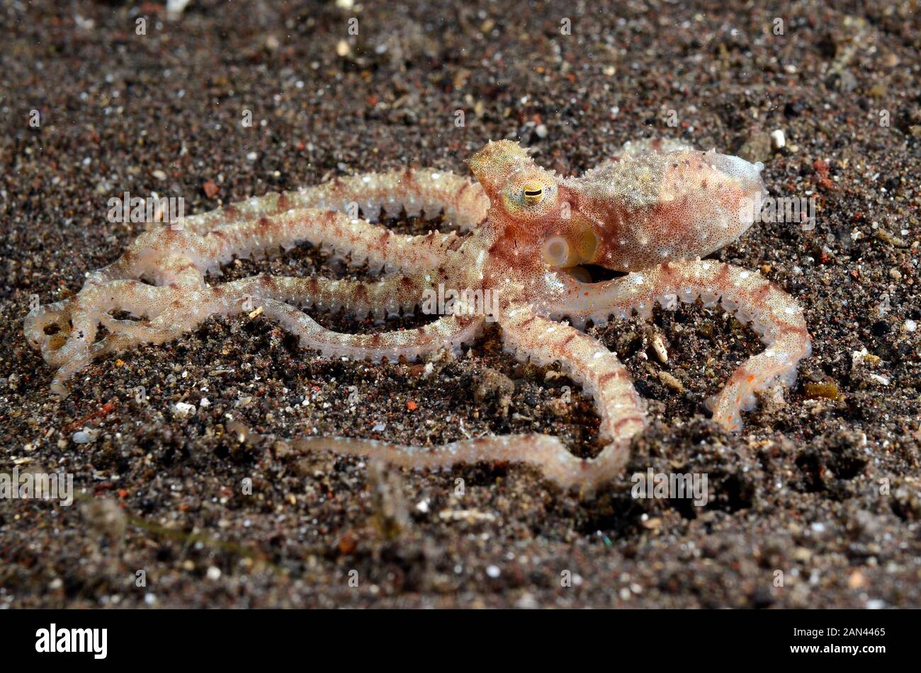 White'V' Octopus, Octopus sp.,Tulamben, Bali, Indonesia Stock Photo