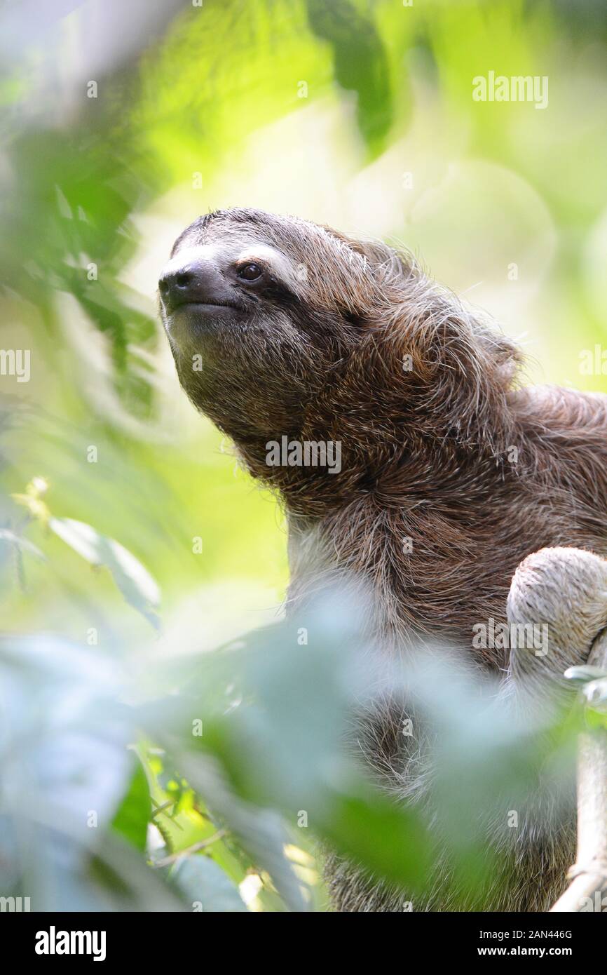 Three toed sloth; Bradypus variegatus; Mauel Antonio, Costa Rica Stock