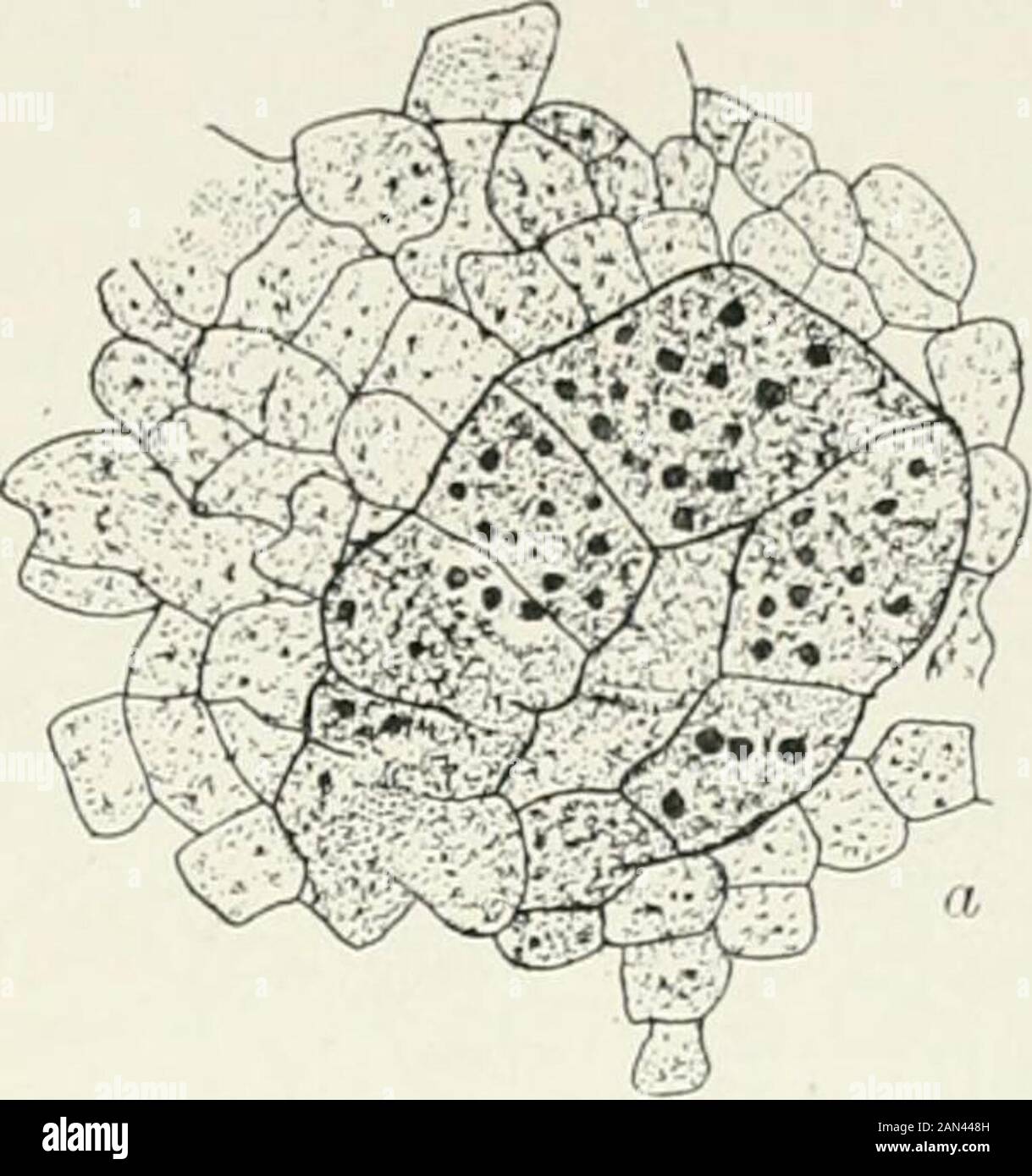 Fungi, Ascomycetes, Ustilaginales, Uredinales . Fig. 76. Ascobolusfurfuraeeus Pers.; a. young archicarp, X750; b. rather olderspecimen showing pores between the cells, x 625 ; after Welsford. fi iurth from the apex (Welsford), enlarges, buds out ascogenous hyphae andfunctions as the oogonium. Those near the base form a stalk, and thosetowards the apex may be regarded as constituting a now functionlesstrichogyne. The cells on each side of the oogonium communicate with it by meansof pores (fig. j6 b). Additional nuclei pass into it from both the stalk andterminal cells, and Welsford has observed Stock Photo