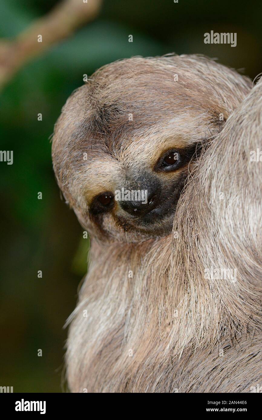 Three toed sloth; Bradypus variegatus; Manuel Antonio, Costa Rica Stock Photo
