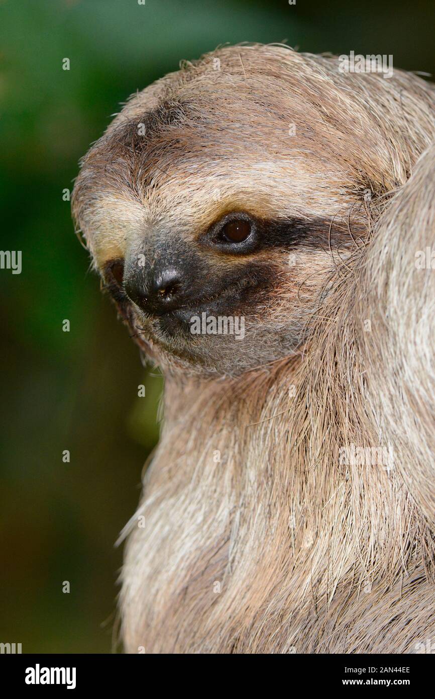 Three toed sloth; Bradypus variegatus; Manuel Antonio, Costa Rica Stock Photo