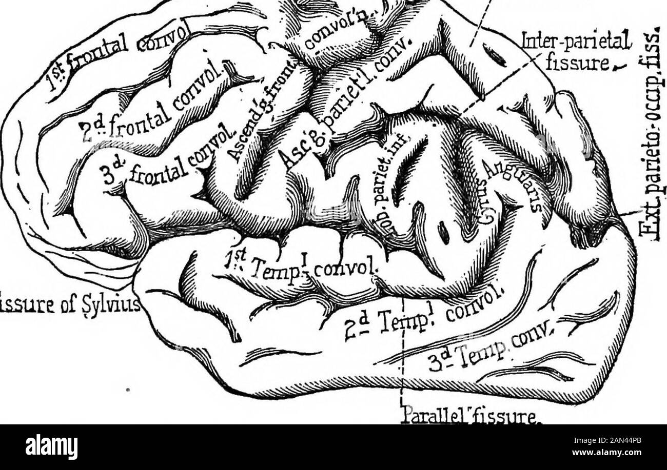 Lectures on localization in diseases of the brain, delivered at the Faculté de médecine, Paris, 1875 . rietal convolution, andextending to the superior extremity of the ascending frontalconvolution, is the motor centre of the upper limbs. LOCALIZATION IN CEREBRAL DISEASES. II Sphenoidal Lobe.—The situation of the sphenoidal lobe iseasily understood. Upon the convex face of the hemisphereit is bounded by the lower border of the hemisphere and bythe fissure of Sylvius. The parallel fissure, called thusbecause it is parallel to the fissure of Sylvius, divides the lobeinto two parts. In the uppe Stock Photo