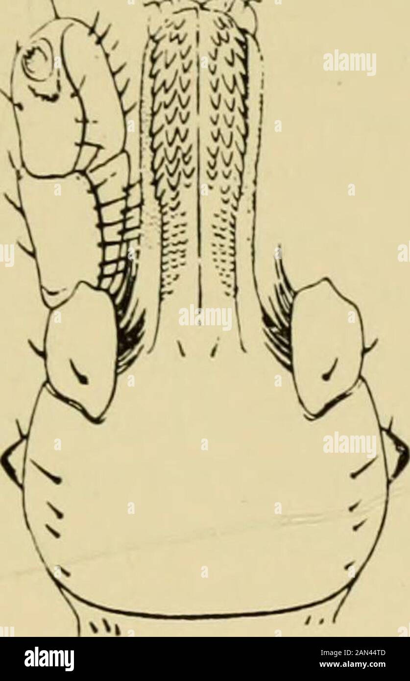 Handbook of medical entomology . 141. Hyalomma aegypticum. Capitulum of female;(a) dorsal, (6) ventral aspect. 226 Arthropods as Essential Hosts of Pathogenic Protozoa to infest vertebrates and in all the cases where the method has beenworked out it has been found that the conveyal was by ticks. Weshall not consider the cases more fully here, as we are concernedespecially with the method of transfer of human diseases. Ticks and Rocky Mountain Spotted Fever of Man—Ever since1873 there has been known in Montana and Idaho a peculiar febriledisease of man, which has gained the name of Rocky Mounta Stock Photo