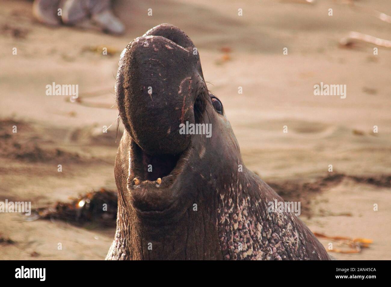 Northern Elephant,  Seal Mirounga angustrirostris , California Stock Photo
