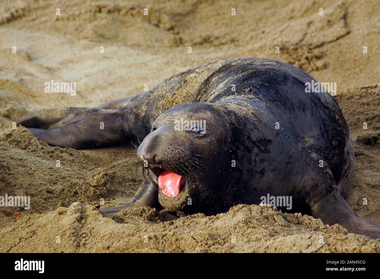 Northern Elephant Seal , newborn - less than 3 hours old, Mirounga angustrirostris Stock Photo