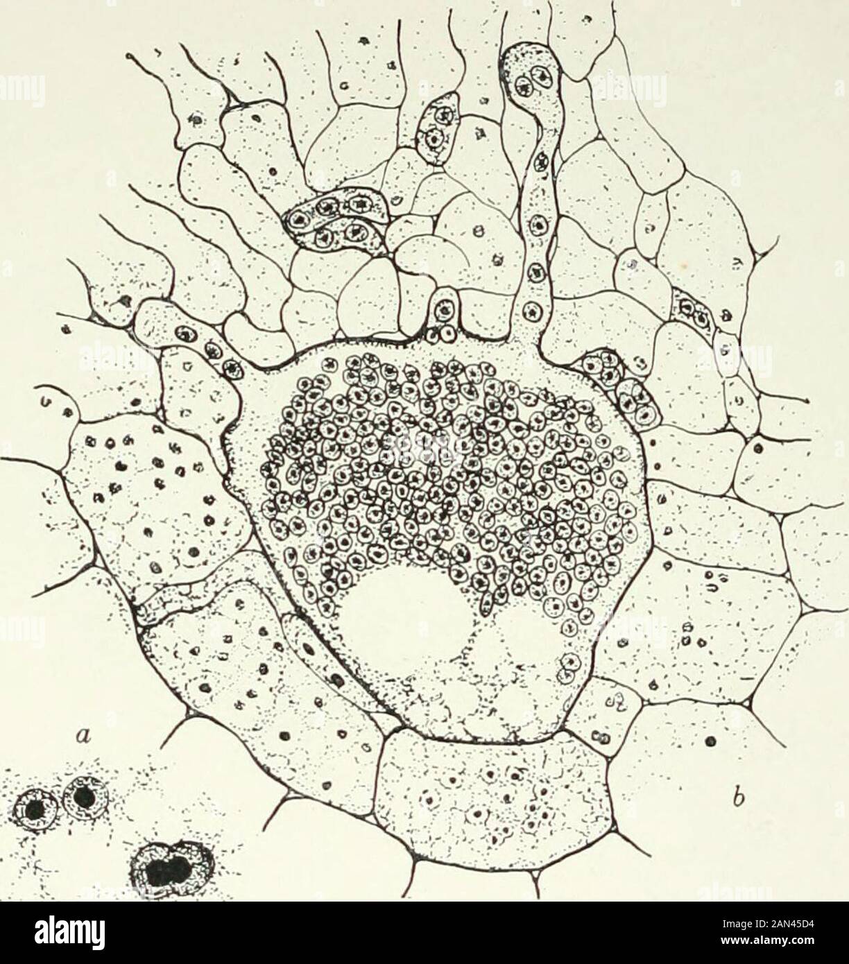 Fungi, Ascomycetes, Ustilaginales, Uredinales . Fig. 67. Humariagranulata Quel.; young archicarp, X320; after Blackmail ami Fraser. The ascogenous hyphae contain many nuclei irregularly arranged. Asciin- formed in the usual way; their nuclei show about eight chromosomesin the first division. Owing to the small size of the nuclei further cytologicaldetails have not been studied in this species. 112 DISCOMYCETES [ch. Humariagranulata is a common red or orange coprophilous form. Thearchicarp develops as a side branch from an ordinary hypha. The apicalcell of this branch increases in size and beco Stock Photo