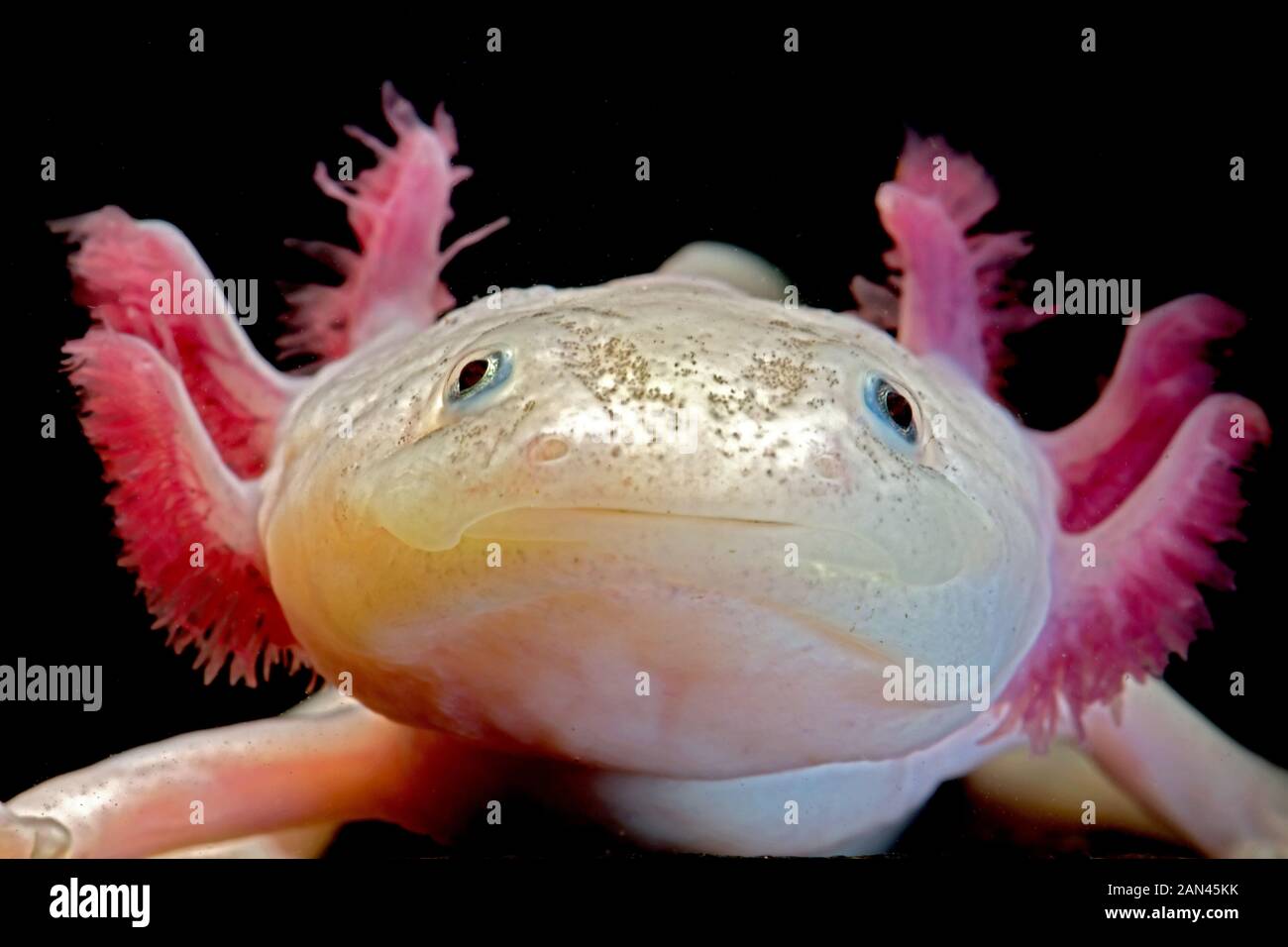 Axolotl, Ambystoma mexicanum, endangered species, neotenic species, captive Stock Photo