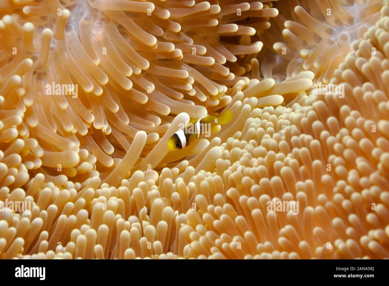 Clark's anemonefish Stock Photo