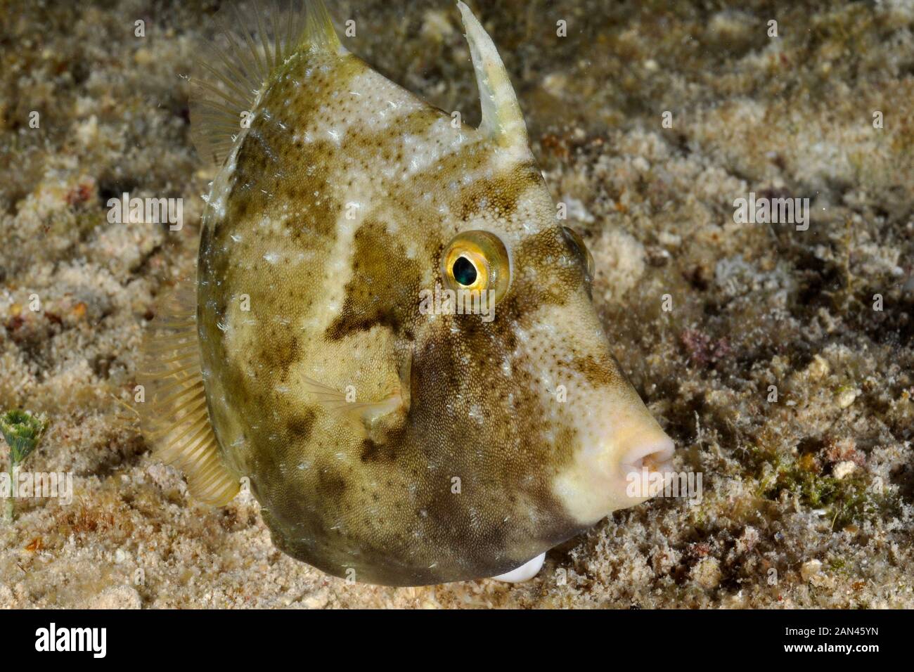 Planehead filefish, Stephanolepis setifer, Cozumel Stock Photo