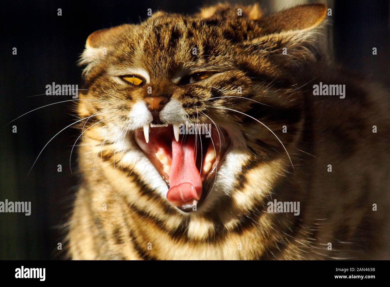 Black-footed cat (Felis nigripes) snarling Stock Photo