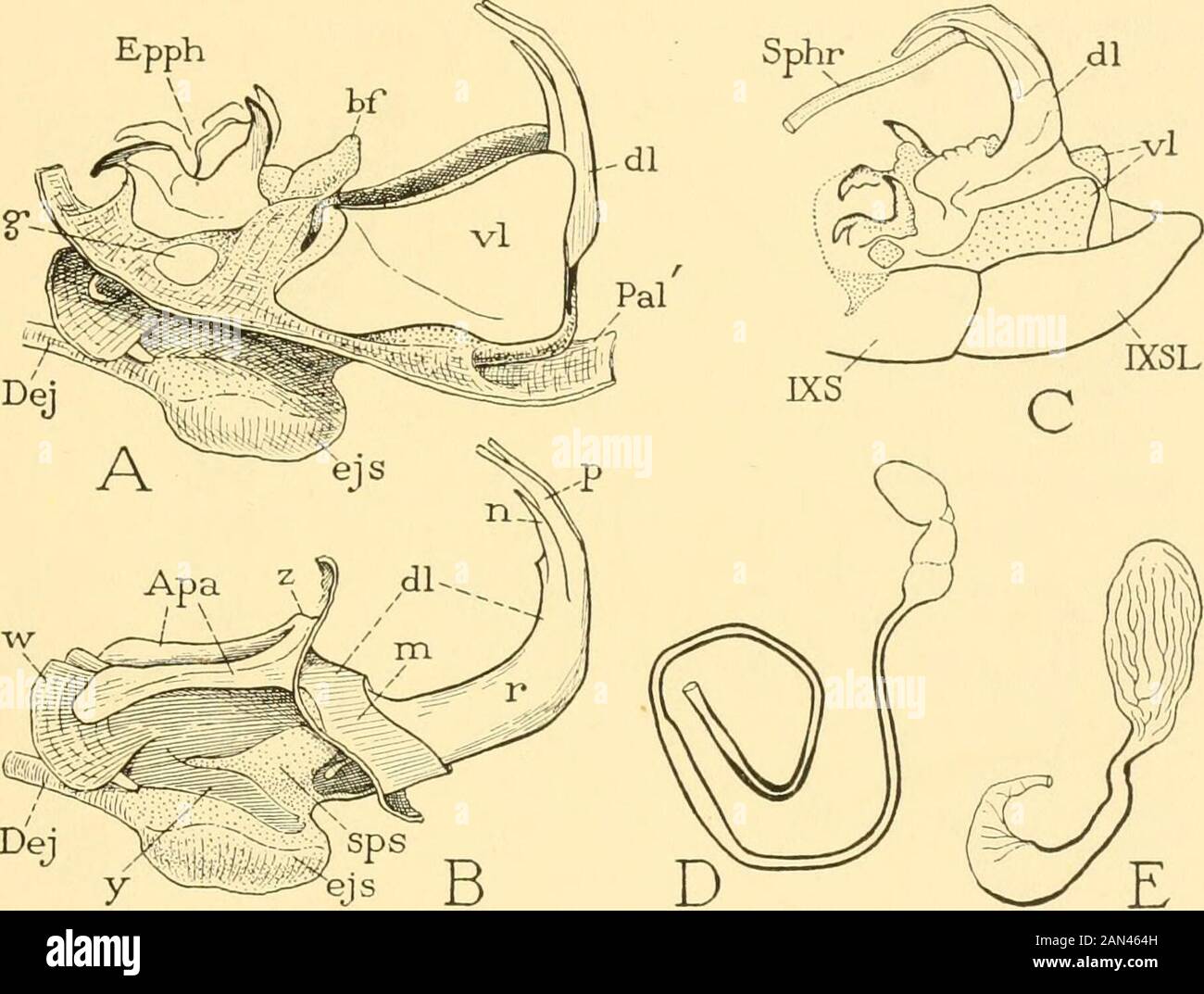 Smithsonian miscellaneous collections . allic bulb. B, epiphallus, dorsal view, and associated retractor muscles.C, dorsal lobe of aedeagus and lateral apodeme, left side. D, endophallus andapical processes of aedeagus. parts. The epiphallus is large and strongly developed (fig. 31 A,Epph, B). The basal fold (A, hf) covers the base of the aedeagusin the usual manner. The dorsal lobe of the aedeagus consists of asmall proximal part (C, ni) bearing two strong apodemal arms(Apa), and of four long curved apical processes (11, p). The ventral NO. 6 GRASSHOPPER ABDOMEN—SNODGRASS 17 lobe (A, vl) is u Stock Photo